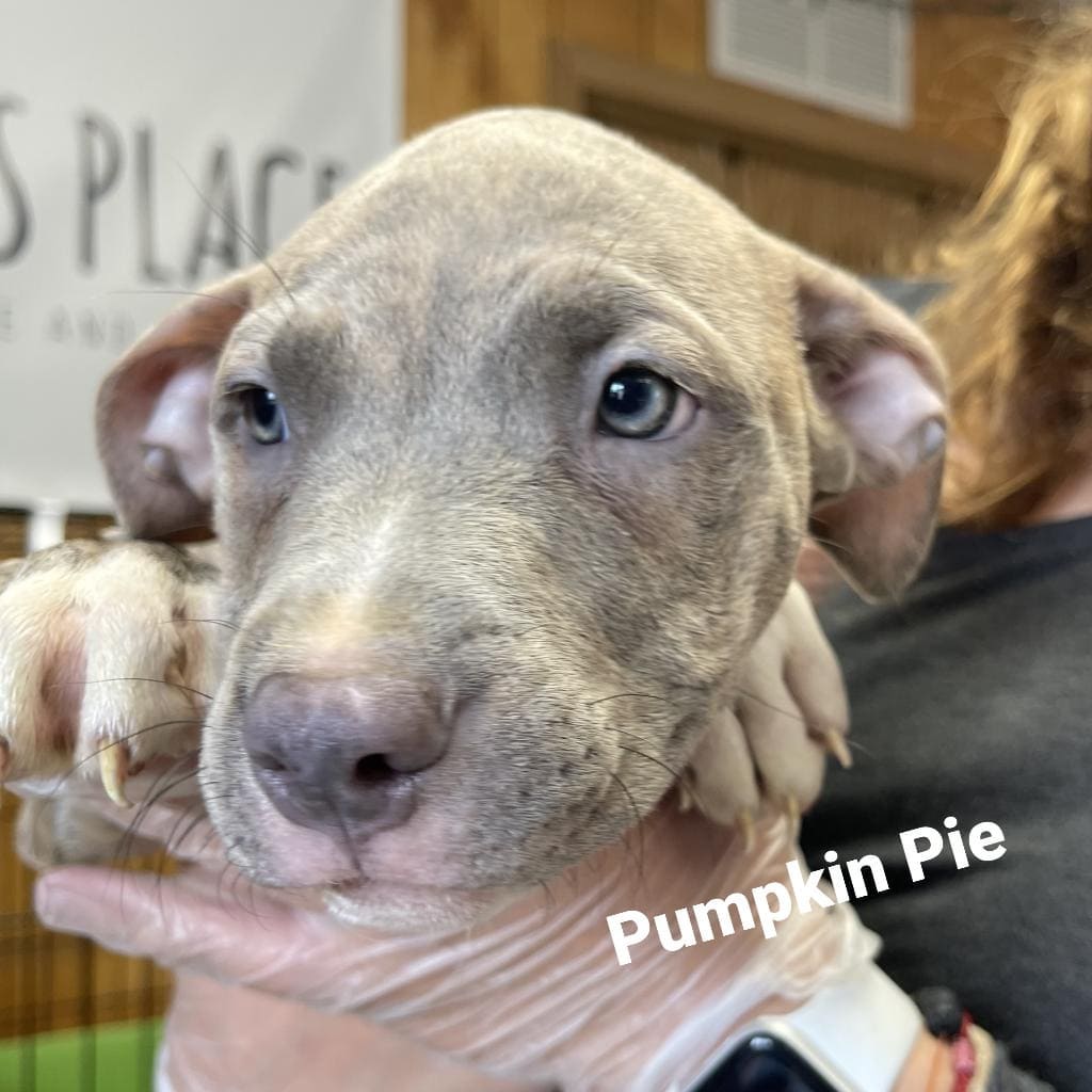 Here's some more puppies for your Friday.
Meet Stuffin, Pumpkin Pie, Brussels, Yammy, Pecan, and Eggnog. Pecan is the only girl out of these adorable 2 month old pittie puppies. They are playful, happy, and affectionate pups but a couple of them are a little shy. We suspect they were yelled at before coming to Jelly's Place so we are working hard to undo any fears and teach them lots of love.
AREN'T THEY CUTE?
They will all be utd on their vaccines,  chipped,  and neutered as part of the adoption process.

These pups are available for adoption here at 
Jelly's Place in San Pablo CA by applying at www.jellysplace.org/forms. Approved applicants are contacted for an appointment.

<a target='_blank' href='https://www.instagram.com/explore/tags/rescuepuppies/'>#rescuepuppies</a> <a target='_blank' href='https://www.instagram.com/explore/tags/pittiepuppies/'>#pittiepuppies</a> <a target='_blank' href='https://www.instagram.com/explore/tags/animalrescue/'>#animalrescue</a> <a target='_blank' href='https://www.instagram.com/explore/tags/rescuelife/'>#rescuelife</a> <a target='_blank' href='https://www.instagram.com/explore/tags/adoptdontshop/'>#adoptdontshop</a> <a target='_blank' href='https://www.instagram.com/explore/tags/adoptarescuedog/'>#adoptarescuedog</a> <a target='_blank' href='https://www.instagram.com/explore/tags/spayorneuteryourpets/'>#spayorneuteryourpets</a> <a target='_blank' href='https://www.instagram.com/explore/tags/jellysplace/'>#jellysplace</a>