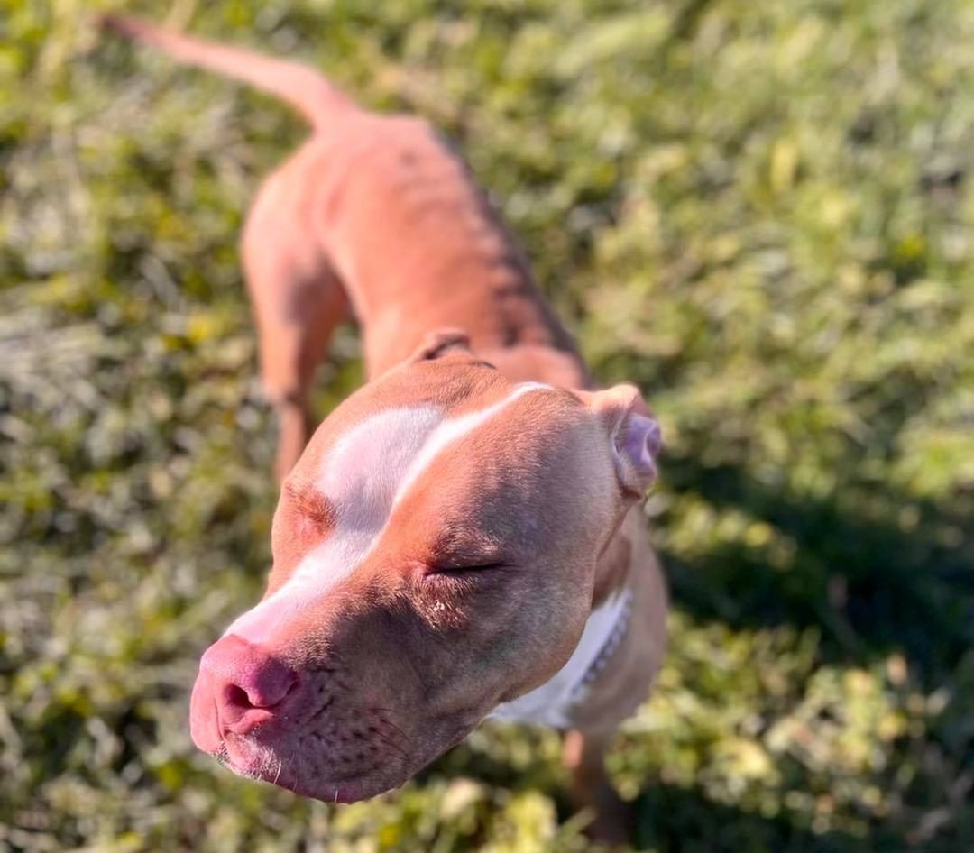 11/9/21 ROSIE (DCAS) 

CLEAR THE SHELTER

Meet adorable Rosie. She is a 2-2 1/2 year old Pitbull terrier/mixed breed female at the Dewitt County Animal Shelter. She was brought in as a stray who likes people and walks. She is good with other dogs but cats are unknown. She is due to be spayed on Nov 17th.

If interested in Rosie, complete an application at secondchanceforpets.com

**NOT ALL PETS LISTED ON OUR WEBPAGE ARE IN OUR FOSTER HOMES. WE ALSO MAKE COURTESY POSTS (CP) FOR FAMILIES NEEDING TO PLACE THEIR PET. 
(SC) MEANS THEY ARE IN ONE OF OUR GROUPS FOSTER HOMES
(CP) MEANS THEY ARE STILL WITH THEIR CURRENT OWNER
(DCAS) MEANS THEY ARE AT THE DEWITT COUNTY ANIMAL SHELTER.