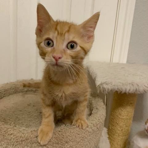 ✨SNAP✨CRACKLE✨POP✨

Our Rice Krispie kittens are ready to find their forever families! All are dog, cat, kid friendly, up to date on age appropriate vaccinations & deworming, and litter box trained! Read more about each of them below & then apply to meet them! 

🧡🤍Snap (orange with the most white) is the biggest of the litter. He loves to play rough. He would do well in a forever home with another active, playful cat. 

🧡✴️ Pop (orange with some white) is the greeter. He loves to say hello to you. He is also an active kitten and loves to climb on your back. He will also give you the stink eye when you give him kisses... but deep down he enjoys it. He would do well in a forever home with another active and playful cat.

🧡🧡 Crackle (orange) is the smallest of the litter and the most gentle. He doesn’t like to play rough and loves to be held. He would do great in a home with another playful but gentle cat.

Apply online today to meet them! Follow the link to our website in our profile!
.
.
.

<a target='_blank' href='https://www.instagram.com/explore/tags/fwabandoned/'>#fwabandoned</a> <a target='_blank' href='https://www.instagram.com/explore/tags/adoptdontshop/'>#adoptdontshop</a> <a target='_blank' href='https://www.instagram.com/explore/tags/ADOPT/'>#ADOPT</a> #🐾 <a target='_blank' href='https://www.instagram.com/explore/tags/adoptme/'>#adoptme</a> <a target='_blank' href='https://www.instagram.com/explore/tags/dallas/'>#dallas</a> <a target='_blank' href='https://www.instagram.com/explore/tags/fortworth/'>#fortworth</a> <a target='_blank' href='https://www.instagram.com/explore/tags/texas/'>#texas</a> <a target='_blank' href='https://www.instagram.com/explore/tags/texascat/'>#texascat</a> <a target='_blank' href='https://www.instagram.com/explore/tags/rescue/'>#rescue</a> <a target='_blank' href='https://www.instagram.com/explore/tags/rescuecat/'>#rescuecat</a> <a target='_blank' href='https://www.instagram.com/explore/tags/sheltercat/'>#sheltercat</a> <a target='_blank' href='https://www.instagram.com/explore/tags/catrescue/'>#catrescue</a> <a target='_blank' href='https://www.instagram.com/explore/tags/catlover/'>#catlover</a> <a target='_blank' href='https://www.instagram.com/explore/tags/cats/'>#cats</a> <a target='_blank' href='https://www.instagram.com/explore/tags/share/'>#share</a> <a target='_blank' href='https://www.instagram.com/explore/tags/repost/'>#repost</a> <a target='_blank' href='https://www.instagram.com/explore/tags/fosteringsaveslives/'>#fosteringsaveslives</a> <a target='_blank' href='https://www.instagram.com/explore/tags/foster/'>#foster</a> <a target='_blank' href='https://www.instagram.com/explore/tags/catsofinstagram/'>#catsofinstagram</a> <a target='_blank' href='https://www.instagram.com/explore/tags/dfw/'>#dfw</a> <a target='_blank' href='https://www.instagram.com/explore/tags/dfwdogs/'>#dfwdogs</a> <a target='_blank' href='https://www.instagram.com/explore/tags/orange/'>#orange</a> <a target='_blank' href='https://www.instagram.com/explore/tags/orangetabby/'>#orangetabby</a> <a target='_blank' href='https://www.instagram.com/explore/tags/tabbycat/'>#tabbycat</a>