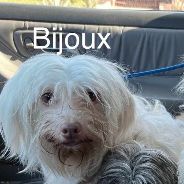 What a difference rescue can make! Bijoux, along with 3 other pups, was found abandoned( taped up inside a cardboard box, without even a courtesy of an air hole to breathe, actually.) It truly is unbelievable what some people will do. 😡Luckily she was found right away and has been all cleaned up, vetted, and on her way to the new Bijoux! 
Bijoux is guessed to be a 2-3 yr old Maltese mix, as sweet as can be, and available for adoption. If you’re interested, please visit our website for an application! 
Also- saving little lives like sweet Bijoux’s takes time, effort, and also funds. We need gas money to drive to get them to and from these places they are found, the vet bills to get them vaccinated and medically sound for adoption, food and supplies for foster care, and so much more. If you’d like to help us keep the happy endings happening, please toss a little our way! We’d be so grateful! 🙏🏻
