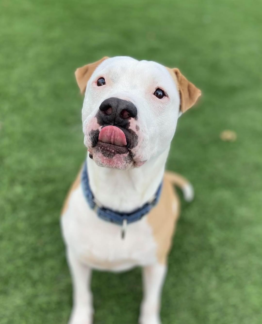 Have you ever seen a more boopable nose? 
I didn’t think so. Handsome George is available for adoption today.

Www.Midwestanimalresq.Org/adopt