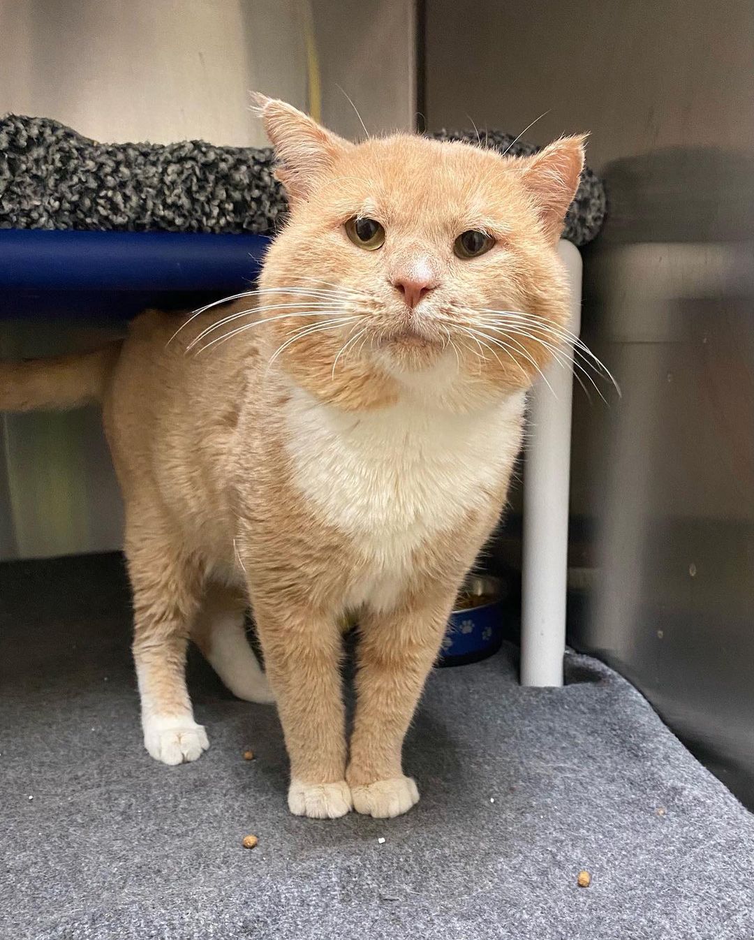 Allow us to introduce you to LORD MUFFINS. His cheeks are as round as his heart is big 🧡

Lord Muffins is 5 years old and FIV+. He loves cheek scratches and bonking you with his giant head! He is - in a word - magnificent. 

Get more info on Lord Muffins and all our other awesome felines at the link in our bio! 

<a target='_blank' href='https://www.instagram.com/explore/tags/spcawake/'>#spcawake</a> <a target='_blank' href='https://www.instagram.com/explore/tags/bigcheeks/'>#bigcheeks</a> <a target='_blank' href='https://www.instagram.com/explore/tags/fivcat/'>#fivcat</a> <a target='_blank' href='https://www.instagram.com/explore/tags/spca/'>#spca</a> <a target='_blank' href='https://www.instagram.com/explore/tags/raleigh/'>#raleigh</a> <a target='_blank' href='https://www.instagram.com/explore/tags/adoptashelterpet/'>#adoptashelterpet</a> <a target='_blank' href='https://www.instagram.com/explore/tags/adoptme/'>#adoptme</a> <a target='_blank' href='https://www.instagram.com/explore/tags/rescuecatsrock/'>#rescuecatsrock</a> <a target='_blank' href='https://www.instagram.com/explore/tags/animalrescue/'>#animalrescue</a> <a target='_blank' href='https://www.instagram.com/explore/tags/animalshelter/'>#animalshelter</a> <a target='_blank' href='https://www.instagram.com/explore/tags/adoptablecats/'>#adoptablecats</a> <a target='_blank' href='https://www.instagram.com/explore/tags/fiv/'>#fiv</a> <a target='_blank' href='https://www.instagram.com/explore/tags/cheekycat/'>#cheekycat</a> <a target='_blank' href='https://www.instagram.com/explore/tags/adoptdontshop/'>#adoptdontshop</a>