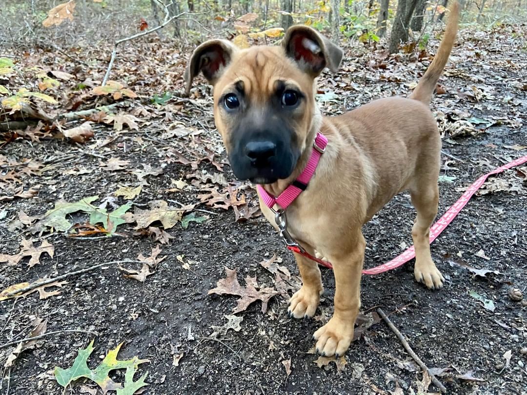 Sugar and spice (lots of spice!) and everything nice! Zoey is a 12 week old, 15 lb Black Mouth Cur mix (best guess!) whose Long Island foster mom says, 