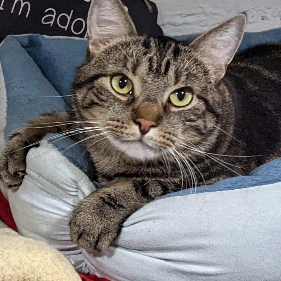 Happy Friday from the lovable, sweet, gentle, handsome Huggles 😻 Come meet this charming teddy bear this weekend at Ollie's Place 🧸

🕓 Hours:

M-F: 6-8pm
Weekends: 12-5pm
😺❤️ 

For donations:
Amazon Wish List:
https://www.amazon.com/hz/wishlist/ls/31R89PFPJOXUJ

Chewy Wish List:
https://www.chewy.com/g/mighty-muttsollies-place_b86125704

Venmo:
@MightyMutts 

Or call our local pet shop 'Whiskers' to donate to the Ollie's account: (212) 979-2532

<a target='_blank' href='https://www.instagram.com/explore/tags/olliesplace/'>#olliesplace</a> <a target='_blank' href='https://www.instagram.com/explore/tags/mightymutts/'>#mightymutts</a> <a target='_blank' href='https://www.instagram.com/explore/tags/adoptdontshop/'>#adoptdontshop</a> <a target='_blank' href='https://www.instagram.com/explore/tags/purrfect/'>#purrfect</a> <a target='_blank' href='https://www.instagram.com/explore/tags/handsome/'>#handsome</a> <a target='_blank' href='https://www.instagram.com/explore/tags/adoptme/'>#adoptme</a> <a target='_blank' href='https://www.instagram.com/explore/tags/catsofinstagram/'>#catsofinstagram</a> <a target='_blank' href='https://www.instagram.com/explore/tags/cats/'>#cats</a>
<a target='_blank' href='https://www.instagram.com/explore/tags/cats_of_instagram/'>#cats_of_instagram</a> <a target='_blank' href='https://www.instagram.com/explore/tags/catstagram/'>#catstagram</a> <a target='_blank' href='https://www.instagram.com/explore/tags/catsofig/'>#catsofig</a> <a target='_blank' href='https://www.instagram.com/explore/tags/catoftheday/'>#catoftheday</a> <a target='_blank' href='https://www.instagram.com/explore/tags/pictureoftheday/'>#pictureoftheday</a> <a target='_blank' href='https://www.instagram.com/explore/tags/beautiful/'>#beautiful</a> <a target='_blank' href='https://www.instagram.com/explore/tags/eastvillage/'>#eastvillage</a> <a target='_blank' href='https://www.instagram.com/explore/tags/nyc/'>#nyc</a>  <a target='_blank' href='https://www.instagram.com/explore/tags/newyorkcity/'>#newyorkcity</a>