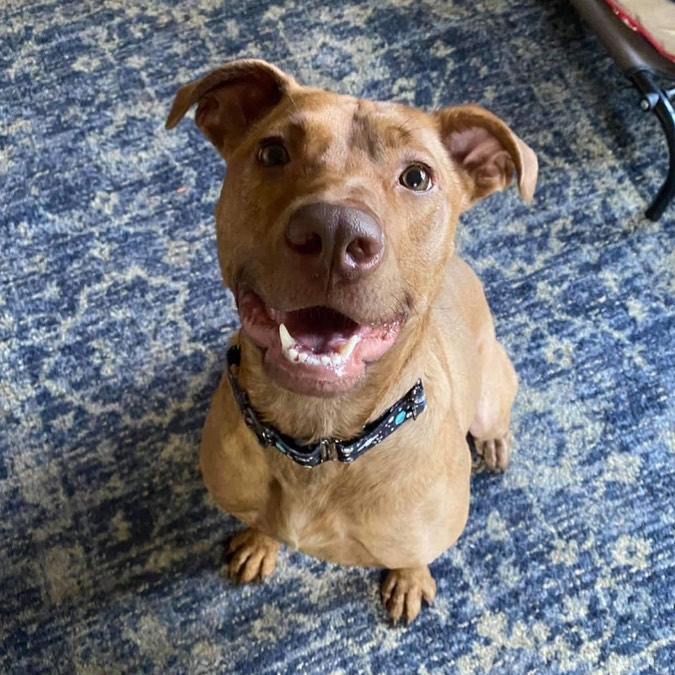Claire⁣
⁣
Meet Claire, long time foster searching for a small circle to call her own. We’re keeping it real when we say “small circle” as patience and a quiet home are key to earning Claire’s trust. ⁣
Claire could be described as a girl’s girl, but slow intros are required even when making new female friends. As with any dog, decompression is key. She hasn’t spent much time around the men folk, but its safe to say befriending humans of the opposite sex will take additional time. Intros need to happen on Claire’s terms, and anyone looking to rush things need not apply. ⁣
⁣
Boisterous personalities and spontaneous movements can be very scary for Claire. Please do not submit an adoption application for her if there are any children in your home. Other dogs, or cats who can kick it with canines are absolutely fine- just keep in mind Rome wasn’t built in a day. Gradual intros, reassurance, and praise are your best friend when it comes to making Claire your pet’s best friend. Though she needs a zen environment to thrive, Claire is energetic. She likes to play with doggy friends, and enjoys walks and fetch. While she enjoys friend dates, sharing snacks/treats is not on her to do list. Its important that Claire have her own space for meals and snacks. We don’t know what lead to Claire finding herself in a shelter at four months old, but since then what’s hers is hers when it comes to tasty morsels. (Who could blame her?)⁣
This beauty is house-trained, though she may spring a leak if startled. She is a good girl when its kennel time, and will be forever grateful when blessed with a new puzzle toy. Claire isn’t fully comfortable with car rides just yet, but makes a polite passenger anyway. Though she is under 2 years old, she has spent ample time working with a trainer. Continued structure and reassurance are vital in setting her up for success. In return, you’ll get 60 pounds of pure love. ⁣
Good things take time-if you’re willing to take things slow, and remain dedicated- we’ve got someone you should meet. ⁣
Apply now at www.misfitmuttsdogrescue.com⁣
⁣
<a target='_blank' href='https://www.instagram.com/explore/tags/misfitmuttsdogrescue/'>#misfitmuttsdogrescue</a> <a target='_blank' href='https://www.instagram.com/explore/tags/adoptable/'>#adoptable</a> <a target='_blank' href='https://www.instagram.com/explore/tags/claire/'>#claire</a> ⁣<a target='_blank' href='https://www.instagram.com/explore/tags/adoptdontshop/'>#adoptdontshop</a> <a target='_blank' href='https://www.instagram.com/explore/tags/rescuedogsofinstagram/'>#rescuedogsofinstagram</a> <a target='_blank' href='https://www.instagram.com/explore/tags/greenbay/'>#greenbay</a> <a target='_blank' href='https://www.instagram.com/explore/tags/wisconsin/'>#wisconsin</a>