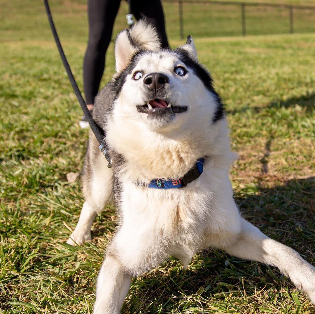 Meet Mulaney! It took us two weeks to get a non-blurry photo of this guy because he is 💯 energy. He has all the ingredients of a textbook husky: handsome, talkative, crazy, silly, and treat motivated. This boy needs a home that will teach him rules and boundaries with the help of treats and the payout will be one amazing dog! If you’re looking for your own little comedian, apply for Mulaney today!

<a target='_blank' href='https://www.instagram.com/explore/tags/adoptdontshop/'>#adoptdontshop</a> <a target='_blank' href='https://www.instagram.com/explore/tags/adoptme/'>#adoptme</a> <a target='_blank' href='https://www.instagram.com/explore/tags/siberianhusky/'>#siberianhusky</a> <a target='_blank' href='https://www.instagram.com/explore/tags/husky/'>#husky</a> <a target='_blank' href='https://www.instagram.com/explore/tags/mulaney/'>#mulaney</a> <a target='_blank' href='https://www.instagram.com/explore/tags/energizerbunny/'>#energizerbunny</a> <a target='_blank' href='https://www.instagram.com/explore/tags/huskyrescue/'>#huskyrescue</a> <a target='_blank' href='https://www.instagram.com/explore/tags/fosterdog/'>#fosterdog</a>