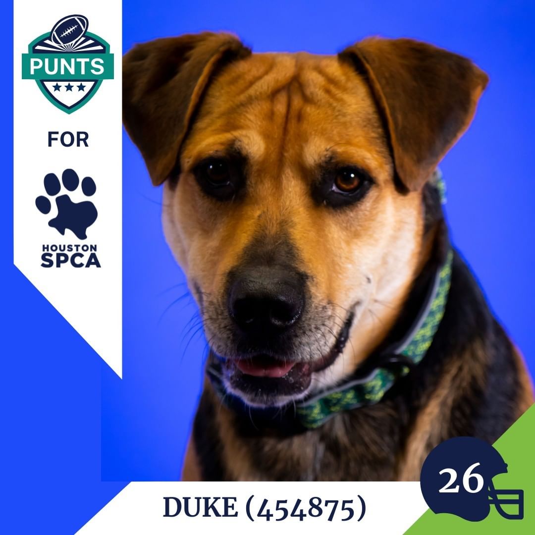 Here's this week's lineup for the Punts for Houston SPCA team! Newest picks include Duke, Ceasar, and Zazu! A big thank you to @houstontexans punter @camjjohnston and his wife @tiajohnston_ who sponsor the adoption fees for all of these wonderful canines! 
Come by and draft one of these big dogs into your family, their adoption fees are entirely covered! <a target='_blank' href='https://www.instagram.com/explore/tags/AdoptDontShop/'>#AdoptDontShop</a> <a target='_blank' href='https://www.instagram.com/explore/tags/GoTexans/'>#GoTexans</a> @texanscare