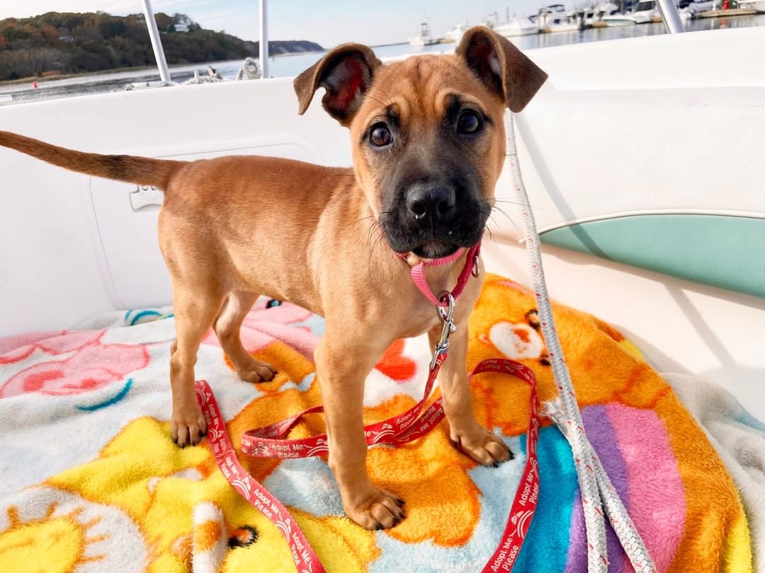 Sugar and spice (lots of spice!) and everything nice! Zoey is a 12 week old, 15 lb Black Mouth Cur mix (best guess!) whose Long Island foster mom says, 