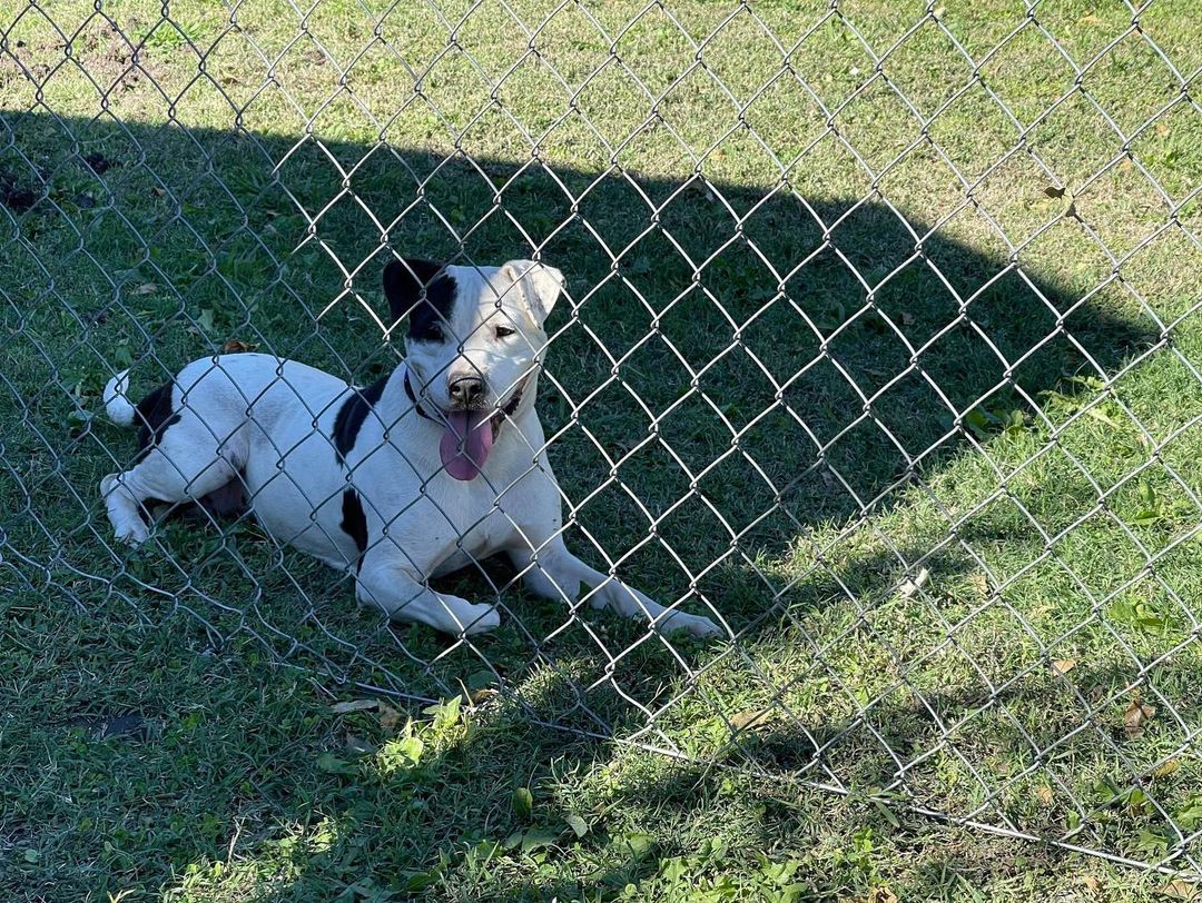 Woo hoo! Brella is unchained! Thank you to our amazing @unchainok volunteers who knocked out this fencing project in just one day, so Brella would not have to be chained/tethered 24/7 in her yard! We appreciate all of their hard work and dedication to improving the lives of chained dogs in our community. 

Thank you to everyone who donated to the supplies for this project. Brella is a happy girl who now has so much room to run and play in a safe yard. 

<a target='_blank' href='https://www.instagram.com/explore/tags/StopThePain/'>#StopThePain</a> <a target='_blank' href='https://www.instagram.com/explore/tags/BreakTheChain/'>#BreakTheChain</a> <a target='_blank' href='https://www.instagram.com/explore/tags/unchained/'>#unchained</a> <a target='_blank' href='https://www.instagram.com/explore/tags/tulsa/'>#tulsa</a> <a target='_blank' href='https://www.instagram.com/explore/tags/tulsaoklahoma/'>#tulsaoklahoma</a> <a target='_blank' href='https://www.instagram.com/explore/tags/tulsaok/'>#tulsaok</a> <a target='_blank' href='https://www.instagram.com/explore/tags/tulsapets/'>#tulsapets</a>