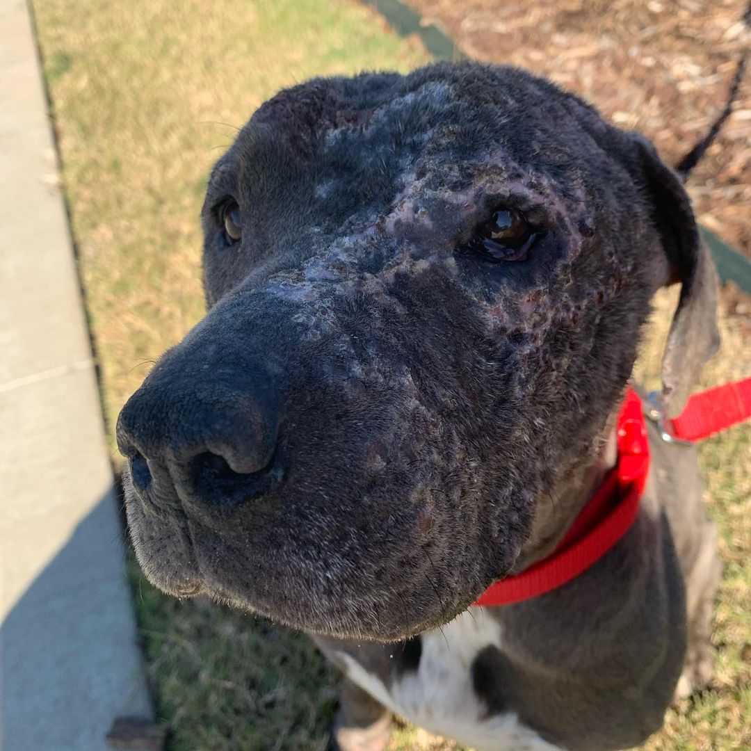 Rescue is hard, especially in rural Oklahoma. 

Please welcome Willow to Zoi’s 

Willow is a very sweet and friendly gal who has clearly not had proper care in a long time. 

She is 15 to 20 pounds underweight, a severe skin infection (no it’s not mange), terribly infected ears, not spayed, and to make everything even better she has a heart murmur. 

If you could help us with Willow’s vet bills we would be extremely grateful. Call Rogers County Pet Hospital directly to make a donation, or  https://www.paypal.com/paypalme/zoisanimalrescue?locale.x=en_US