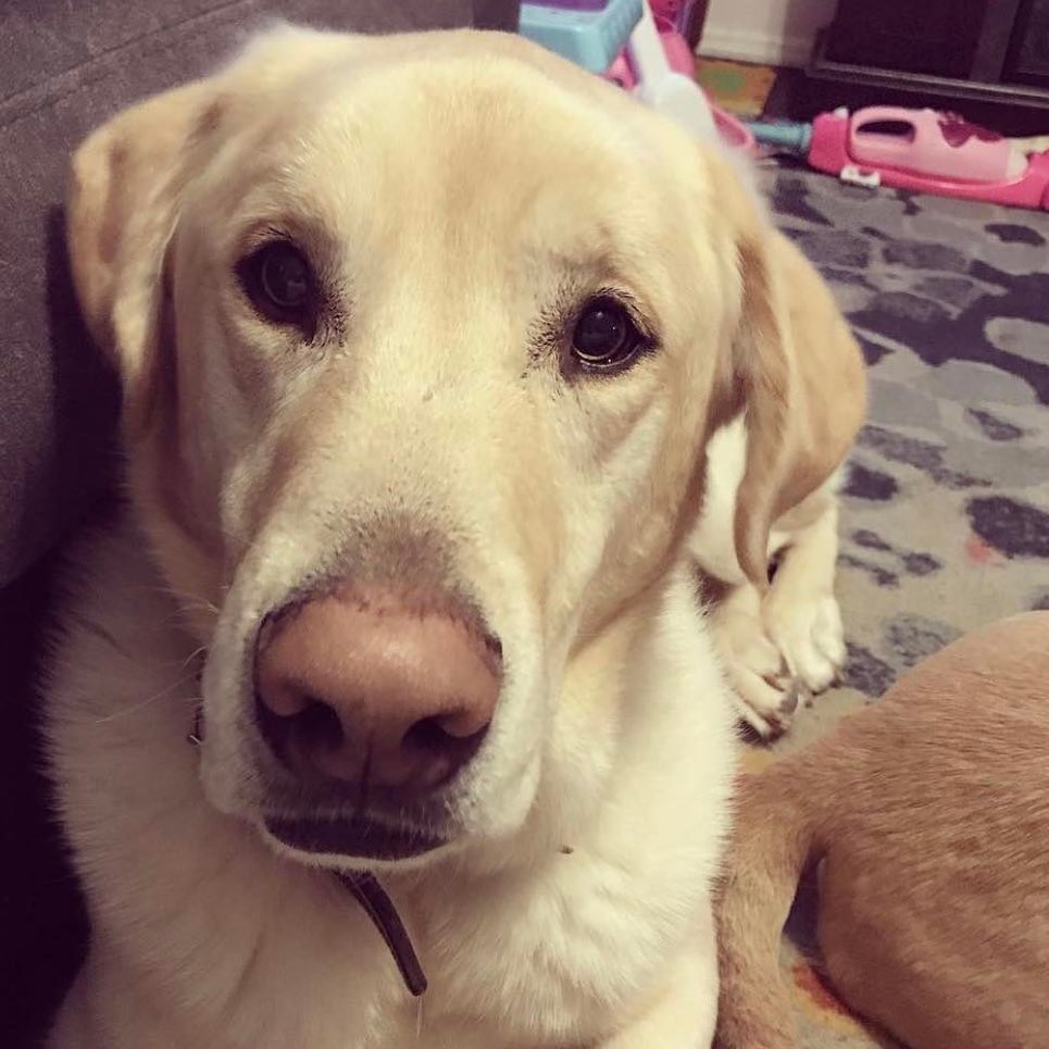 🚨 Foster Alert! 🚨 

Calling all dog people!! We need your help! Do you love dogs but not ready to own? Do ever find yourself wishing you could “borrow” your friends pup? Have you been considering fostering, but not sure how to start? 

We are urgently looking for a qualified foster home for Fred, an 8 year old, 90 pound lab mix who loves people but needs a space with *no other animals*. 

If you think you can help, please apply here: https://docs.google.com/forms/d/e/1FAIpQLSd-xJP8IqcX9yMG4sEBophOK_N0T1jfDw4o7zZpqUiulm9PkA/viewform