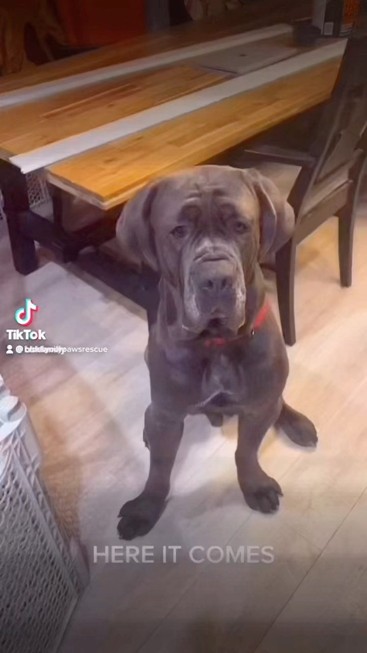 Tank the neopolitan mastiff is working hard to catch his treat-os and an adopter that will love hims forever ❤️

Please visit Crossyourpawsrescue.com for all updated information on tank in his bio!

<a target='_blank' href='https://www.instagram.com/explore/tags/cyprescue/'>#cyprescue</a> <a target='_blank' href='https://www.instagram.com/explore/tags/crossyourpaws/'>#crossyourpaws</a> <a target='_blank' href='https://www.instagram.com/explore/tags/crossyourpawsrescue/'>#crossyourpawsrescue</a> <a target='_blank' href='https://www.instagram.com/explore/tags/rescue/'>#rescue</a>  <a target='_blank' href='https://www.instagram.com/explore/tags/muttsofinstagram/'>#muttsofinstagram</a> <a target='_blank' href='https://www.instagram.com/explore/tags/dogsofinstagram/'>#dogsofinstagram</a> <a target='_blank' href='https://www.instagram.com/explore/tags/dogsofinsta/'>#dogsofinsta</a> <a target='_blank' href='https://www.instagram.com/explore/tags/instadog/'>#instadog</a> <a target='_blank' href='https://www.instagram.com/explore/tags/instagramdogs/'>#instagramdogs</a> <a target='_blank' href='https://www.instagram.com/explore/tags/rescuedogsofinstagram/'>#rescuedogsofinstagram</a> <a target='_blank' href='https://www.instagram.com/explore/tags/adoptdontshop/'>#adoptdontshop</a> <a target='_blank' href='https://www.instagram.com/explore/tags/dogsofpittsburgh/'>#dogsofpittsburgh</a> <a target='_blank' href='https://www.instagram.com/explore/tags/pittsburghdogs/'>#pittsburghdogs</a> <a target='_blank' href='https://www.instagram.com/explore/tags/rescuedog/'>#rescuedog</a> <a target='_blank' href='https://www.instagram.com/explore/tags/spayandneuter/'>#spayandneuter</a> <a target='_blank' href='https://www.instagram.com/explore/tags/fosteringsaveslives/'>#fosteringsaveslives</a> <a target='_blank' href='https://www.instagram.com/explore/tags/rescuedismyfavoritebreed/'>#rescuedismyfavoritebreed</a> <a target='_blank' href='https://www.instagram.com/explore/tags/mastiffsofinstagram/'>#mastiffsofinstagram</a> <a target='_blank' href='https://www.instagram.com/explore/tags/mastiff/'>#mastiff</a>