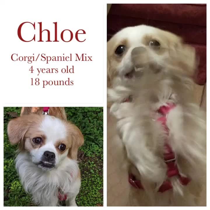 Chloe is the sweetest, most loving little lap dog ever! She is so attentive and affectionate. She gives kisses and sits up and wags her front feet to beg for attention. Chloe is not clingy, but rather a calm, friendly little girl who likes everyone she meets. 

For more on Chloe click here https://www.petfinder.com/dog/chloe-53005524/nc/greensboro/hart-2-heart-rescue-nc796/?referrer_id=fc5d3587-8044-48f9-9603-0d3aa66f75b0 and if you’re interested in adopting her please email H2HAdoptions@gmail.com.
~ Hart-2-Heart Rescue, Greensboro, NC