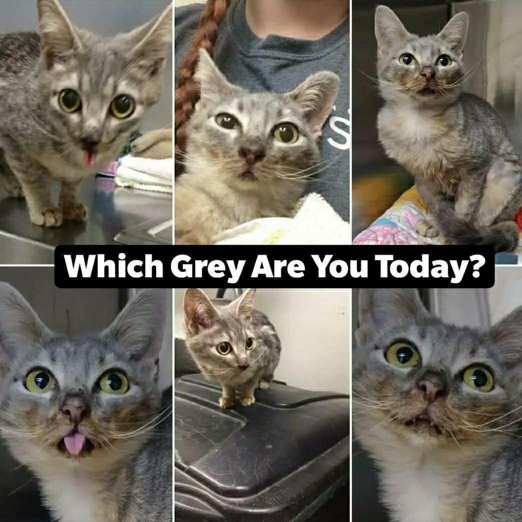 Grey is asking if she has anything on her face. 🍝🍕🥩 Should we tell her?! All jokes aside, with a face like this, and a larger than life personality, this kitty is destined to be the next feline Instagram star! ⭐

So, you're probably wondering... why the messy eater? Grey was born with malocclusion, or the misalignment of her teeth, causing her to have an overbite. This does not cause her any harm, and she has a hearty appetite! She simply requires a little face cleaning post-meal.

Grey was originally transferred in from @adoptable_dogs_of_vbac and has been waiting for a home since October.  Make sure you swipe ⬅️ to see her personality in action! ❤️