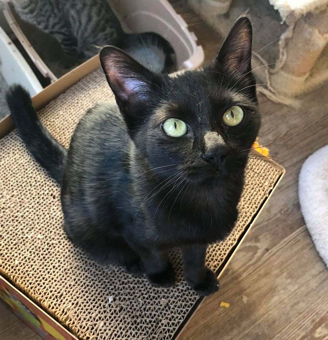 Our eleventh black kitty for November is Jubilee! This precious girl was rescued with her brother as babies and brought to the shelter. She is super sweet and ready for a loving home of her own! Jubilee is 5 months old, spayed, FIV/FELV negative and up to date on vaccines. To put in an application click on the link below.

https://www.sbanimalrescue.org/adopt