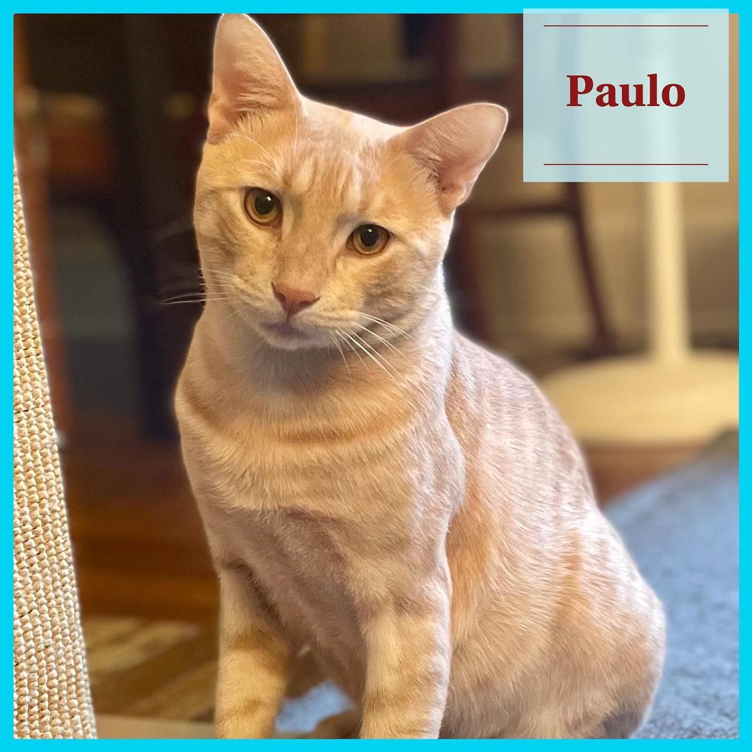 😻Sweet sweet Paulo is seeking his forever family to give him the life he’s always deserved! 😿He is losing his loving , dedicated , foster who nursed him back to health very soon and so we are hoping to find his forever home before his time with her is up! ❤️ 
🐈 Paulo is a young, approximately a year older, male gorgeous, sleek orange tabby with beautiful patterned spots and stripes ! Paulo is healthy and happy now , fully vetted (neutered , vaccinated , microchipped). Paulo is FELV positive (FIV negative) so we are seeking a home as either a single cat or, with another sweet and playful FELV positive cat ! Paulo is completely non symptomatic, and received a clean bill of health from our vet! With a healthy diet , and indoor only life, this sweet boy will have the BEST chance at a wonderful , healthy , normal life. We urge you to consider adopting a cat like Paulo, a cat that doesn’t understand why he gets overlooked , and why there is a stigma against cats like him. Paulo deserves a loving home. His days abandoned, starving to death on the street are behind him, and only sunny days are ahead for this playful , happy boy! 
If you have space in your heart and home for darling Paulo email us at nycatcoal@yahoo.com

<a target='_blank' href='https://www.instagram.com/explore/tags/adoptdontshop/'>#adoptdontshop</a> <a target='_blank' href='https://www.instagram.com/explore/tags/orangecats/'>#orangecats</a> <a target='_blank' href='https://www.instagram.com/explore/tags/orangecat/'>#orangecat</a> <a target='_blank' href='https://www.instagram.com/explore/tags/felvcatsofinstagram/'>#felvcatsofinstagram</a> <a target='_blank' href='https://www.instagram.com/explore/tags/felvcats/'>#felvcats</a> <a target='_blank' href='https://www.instagram.com/explore/tags/felvcatsneedlovetoo/'>#felvcatsneedlovetoo</a> <a target='_blank' href='https://www.instagram.com/explore/tags/meow/'>#meow</a> <a target='_blank' href='https://www.instagram.com/explore/tags/instagood/'>#instagood</a> <a target='_blank' href='https://www.instagram.com/explore/tags/instacat/'>#instacat</a> <a target='_blank' href='https://www.instagram.com/explore/tags/bronx/'>#bronx</a> <a target='_blank' href='https://www.instagram.com/explore/tags/nyccats/'>#nyccats</a> <a target='_blank' href='https://www.instagram.com/explore/tags/bronxcats/'>#bronxcats</a> @gaelt212