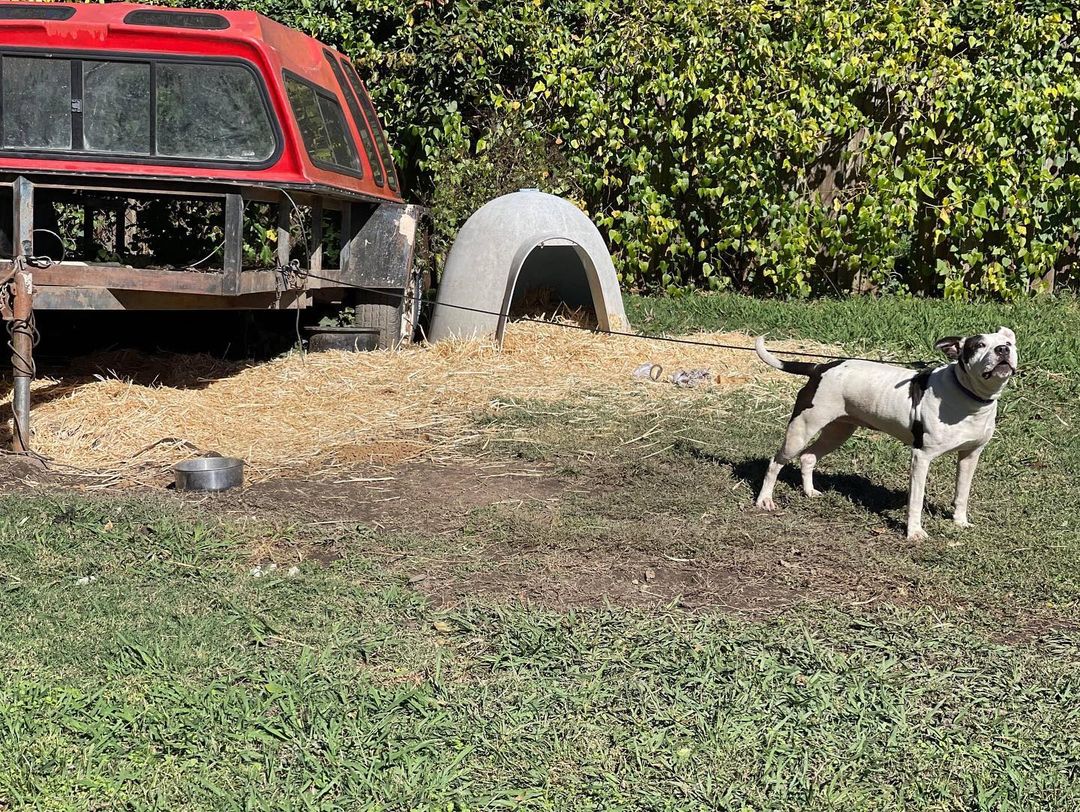 Woo hoo! Brella is unchained! Thank you to our amazing @unchainok volunteers who knocked out this fencing project in just one day, so Brella would not have to be chained/tethered 24/7 in her yard! We appreciate all of their hard work and dedication to improving the lives of chained dogs in our community. 

Thank you to everyone who donated to the supplies for this project. Brella is a happy girl who now has so much room to run and play in a safe yard. 

<a target='_blank' href='https://www.instagram.com/explore/tags/StopThePain/'>#StopThePain</a> <a target='_blank' href='https://www.instagram.com/explore/tags/BreakTheChain/'>#BreakTheChain</a> <a target='_blank' href='https://www.instagram.com/explore/tags/unchained/'>#unchained</a> <a target='_blank' href='https://www.instagram.com/explore/tags/tulsa/'>#tulsa</a> <a target='_blank' href='https://www.instagram.com/explore/tags/tulsaoklahoma/'>#tulsaoklahoma</a> <a target='_blank' href='https://www.instagram.com/explore/tags/tulsaok/'>#tulsaok</a> <a target='_blank' href='https://www.instagram.com/explore/tags/tulsapets/'>#tulsapets</a>