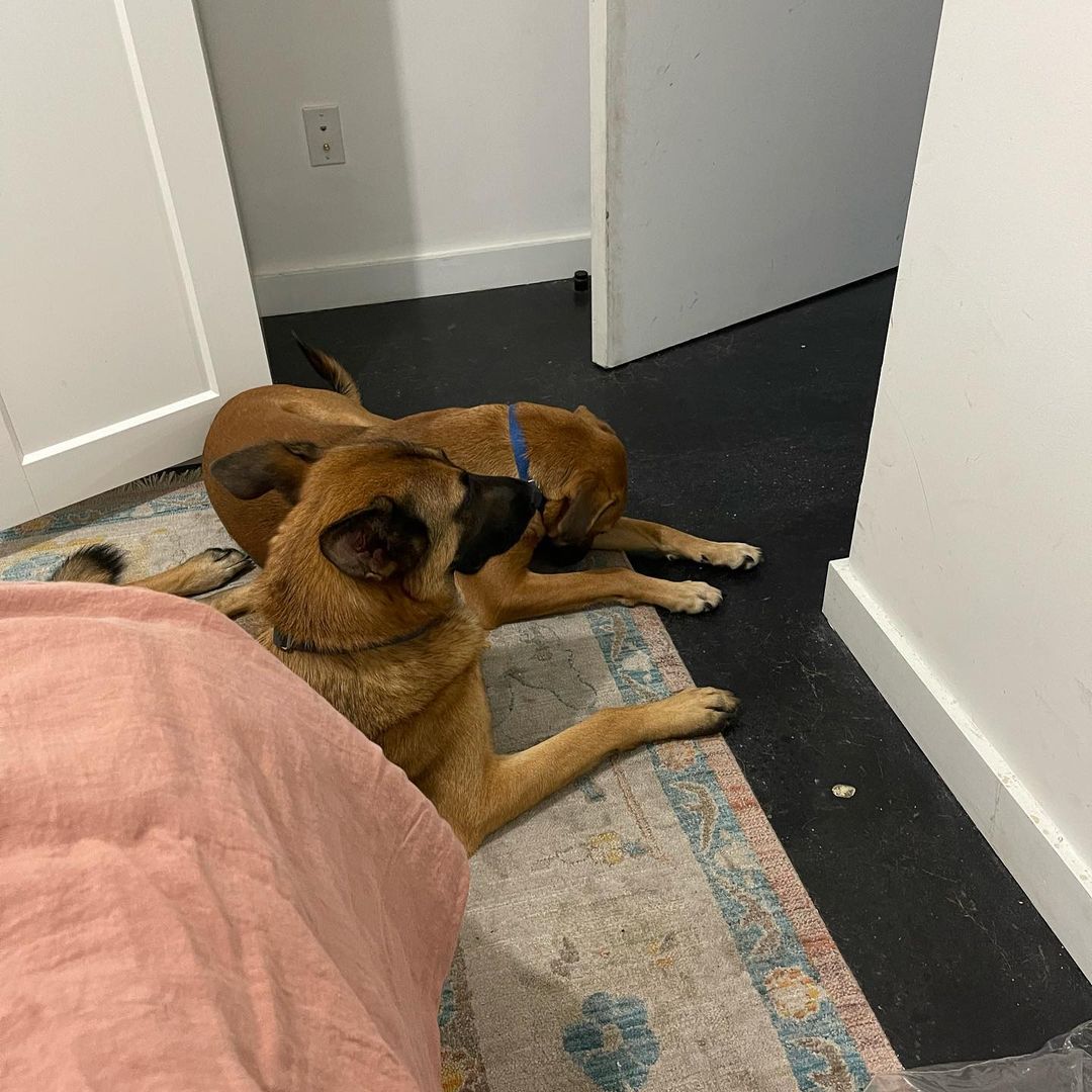Dolly boi here. I heard we have a fitness theme. Just showing off my 12 pack 😏

I have been feeling slightly better with the help of anxiety medicine. I am able to focus on the commands my foster pawrents have been teaching me. Swipe and you’ll see that I’ve learned “paws up.”

I am slowly acclimating to home life, it has taken some time. My foster mom was really happy that on my own, I walked over and sat next to Mowgli for 5 minutes last week. I usually like having my own space in my crate or on my bed, but I’m learning that Mowgli is safe & is my friend. 

Thank you for believing in me. I’m still jumpy to sudden movements and noises, but I’m slowly learning that I am safe here. 💗🐾

<a target='_blank' href='https://www.instagram.com/explore/tags/strongpawsrescue/'>#strongpawsrescue</a> <a target='_blank' href='https://www.instagram.com/explore/tags/desidogsofinstagram/'>#desidogsofinstagram</a> <a target='_blank' href='https://www.instagram.com/explore/tags/liftheavyrescuedogs/'>#liftheavyrescuedogs</a>  <a target='_blank' href='https://www.instagram.com/explore/tags/ohshitlegday/'>#ohshitlegday</a> <a target='_blank' href='https://www.instagram.com/explore/tags/quadsandcanines/'>#quadsandcanines</a> <a target='_blank' href='https://www.instagram.com/explore/tags/thickthighssavelives/'>#thickthighssavelives</a> <a target='_blank' href='https://www.instagram.com/explore/tags/communityoutreach/'>#communityoutreach</a> <a target='_blank' href='https://www.instagram.com/explore/tags/iheartoneonta/'>#iheartoneonta</a> <a target='_blank' href='https://www.instagram.com/explore/tags/fundraise/'>#fundraise</a> <a target='_blank' href='https://www.instagram.com/explore/tags/donate/'>#donate</a> <a target='_blank' href='https://www.instagram.com/explore/tags/advocacy/'>#advocacy</a> <a target='_blank' href='https://www.instagram.com/explore/tags/rescue/'>#rescue</a> <a target='_blank' href='https://www.instagram.com/explore/tags/animalrescue/'>#animalrescue</a> <a target='_blank' href='https://www.instagram.com/explore/tags/dog/'>#dog</a> <a target='_blank' href='https://www.instagram.com/explore/tags/adoptdontshop/'>#adoptdontshop</a> <a target='_blank' href='https://www.instagram.com/explore/tags/dogrescue/'>#dogrescue</a> <a target='_blank' href='https://www.instagram.com/explore/tags/newyork/'>#newyork</a> <a target='_blank' href='https://www.instagram.com/explore/tags/nyc/'>#nyc</a> <a target='_blank' href='https://www.instagram.com/explore/tags/oneonta/'>#oneonta</a> <a target='_blank' href='https://www.instagram.com/explore/tags/strength/'>#strength</a>  <a target='_blank' href='https://www.instagram.com/explore/tags/strengthathlete/'>#strengthathlete</a> <a target='_blank' href='https://www.instagram.com/explore/tags/lifter/'>#lifter</a> <a target='_blank' href='https://www.instagram.com/explore/tags/powerlifter/'>#powerlifter</a> <a target='_blank' href='https://www.instagram.com/explore/tags/strongman/'>#strongman</a> <a target='_blank' href='https://www.instagram.com/explore/tags/strongwoman/'>#strongwoman</a> <a target='_blank' href='https://www.instagram.com/explore/tags/gains/'>#gains</a> <a target='_blank' href='https://www.instagram.com/explore/tags/support/'>#support</a> <a target='_blank' href='https://www.instagram.com/explore/tags/rescuedogsofinstagram/'>#rescuedogsofinstagram</a> <a target='_blank' href='https://www.instagram.com/explore/tags/fosterdogsofinstagram/'>#fosterdogsofinstagram</a>