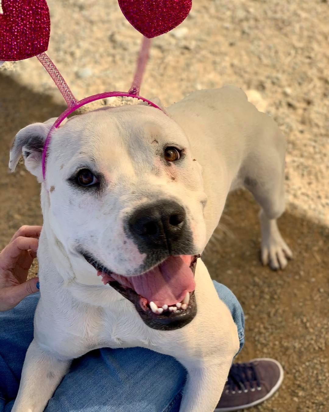 Have you met Angelica? This wonderful 1.5 year old is filled with love and has been patiently waiting to find her home.

Angelica loves going on daily walks, playing with her stuffies, snuggling and hanging out with her doggie friends 🐶 Although this cutie can be quite shy and hesitant at first, with a little patience and kindness she comes around very quickly. Angelica would do best in a calmer home with an understanding family and with another dog. 

Been in search for a loyal companion who will make you laugh and feel extremely loved everyday? Look no further as Angelica is your girl! To apply to adopt, head to lpchumanesociety.org and we will schedule a time for you to meet this wonderful lady! 

<a target='_blank' href='https://www.instagram.com/explore/tags/lpchs/'>#lpchs</a> <a target='_blank' href='https://www.instagram.com/explore/tags/adopt/'>#adopt</a> <a target='_blank' href='https://www.instagram.com/explore/tags/pittie/'>#pittie</a> <a target='_blank' href='https://www.instagram.com/explore/tags/homefortheholidays/'>#homefortheholidays</a>