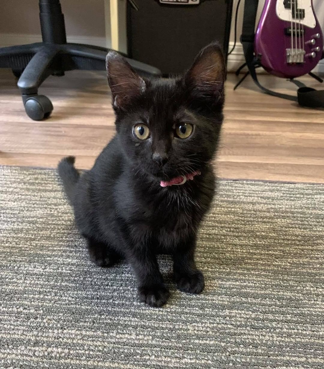 Our twelfth black kitty for November is Peanut Butter! This precious little girl is so much fun! She will play so hard and then when it’s time for a nap she cuddles hard. She loves to be petted and rub on her human 💕 Peanut Butter is 3 months old, FIV/FELV negative and up to date on vaccines. To put in an application click on the link below.

https://www.sbanimalrescue.org/adopt