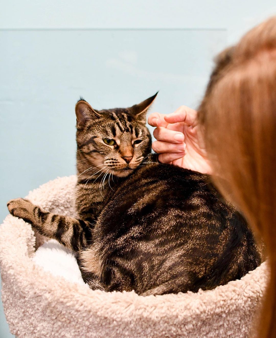 Every Furkid is special, but our Perimeter PetSmart kitties are taking the spotlight tonight!😻

We have no doubt that Randolf (who actually got adopted today!!) Mortimer, Lyra, Kip, Taffy and Pepper will be great pets, and we’re shocked these babies haven’t found homes yet! Lesley and Jan, our PetSmart volunteers, couldn’t say enough loving words about each cat: Kip is incredibly playful, Mortimer instantly cuddles up on your lap, Lyra is the queen of her cat tree castle, Pepper has a special spunk and confidence, and so much more. We’d go on, but you’ll have to meet these guys in person to experience all the love they can give! Help us give these angels a second chance during @petsmartcharities National Adoption Week! (Link in story to adopt). Thank you! 🧡🐾