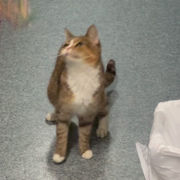 Meet Brie, an exquisite Calico who loves to be held. She is a bonded sister pair who need to be adopted together. Come to the Cat Adoption Center and give the sweet sisters some love 💕 
🕒 Weekday 5:30-8pm Weekend, noon-5