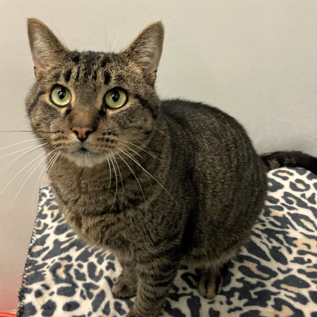 Tigger 
Domestic Shorthair, Born in 2016, Brown Tabby, Neutered male. 

Hi everyone. A big brown tabby boy named Tigger is waiting to meet you! Yes, I'm 14-pounds + of tabby love! I'm pretty easy-going and adjusted quickly when I got to C.A.R.E. I'm an all-around good guy, just ask the C.A.R.E. volunteers. Classic brown tabbystripes and green eyes - that's my package. Purr-sonality-wise,  I'm friendly to everyone, affectionate and playful. May I get into your lap please? I will come out to meet anyone who visits me. If you brush me, I will like that and we can bond. Winter is coming, so I recommend you get yourself a lap warmer now. How can you say no to this face? Lets do this!

Adoption Information:
Adoption Fee: $150. 
This cat is microchipped, neutered, and has had a full veterinary checkup and vaccines.
To get more info please fill out our online adoption survey. Surveys are responded to in  order, so don't miss out!
carenorthshore.org/cat-adoption-survey

<a target='_blank' href='https://www.instagram.com/explore/tags/carenorthshore/'>#carenorthshore</a>
<a target='_blank' href='https://www.instagram.com/explore/tags/chicagonorthshore/'>#chicagonorthshore</a> <a target='_blank' href='https://www.instagram.com/explore/tags/Skokie/'>#Skokie</a> <a target='_blank' href='https://www.instagram.com/explore/tags/Evanston/'>#Evanston</a> <a target='_blank' href='https://www.instagram.com/explore/tags/lincolnwood/'>#lincolnwood</a> <a target='_blank' href='https://www.instagram.com/explore/tags/Glenview/'>#Glenview</a> <a target='_blank' href='https://www.instagram.com/explore/tags/wilmette/'>#wilmette</a> <a target='_blank' href='https://www.instagram.com/explore/tags/adoptablepets/'>#adoptablepets</a> <a target='_blank' href='https://www.instagram.com/explore/tags/adoptdontshop/'>#adoptdontshop</a> <a target='_blank' href='https://www.instagram.com/explore/tags/petfinder/'>#petfinder</a> <a target='_blank' href='https://www.instagram.com/explore/tags/cats/'>#cats</a> <a target='_blank' href='https://www.instagram.com/explore/tags/catsofinstagram/'>#catsofinstagram</a> <a target='_blank' href='https://www.instagram.com/explore/tags/cats_of_instagram/'>#cats_of_instagram</a> <a target='_blank' href='https://www.instagram.com/explore/tags/catsofinstagram/'>#catsofinstagram</a>
<a target='_blank' href='https://www.instagram.com/explore/tags/tabbycats/'>#tabbycats</a> <a target='_blank' href='https://www.instagram.com/explore/tags/tabbycatsofinstagram/'>#tabbycatsofinstagram</a>