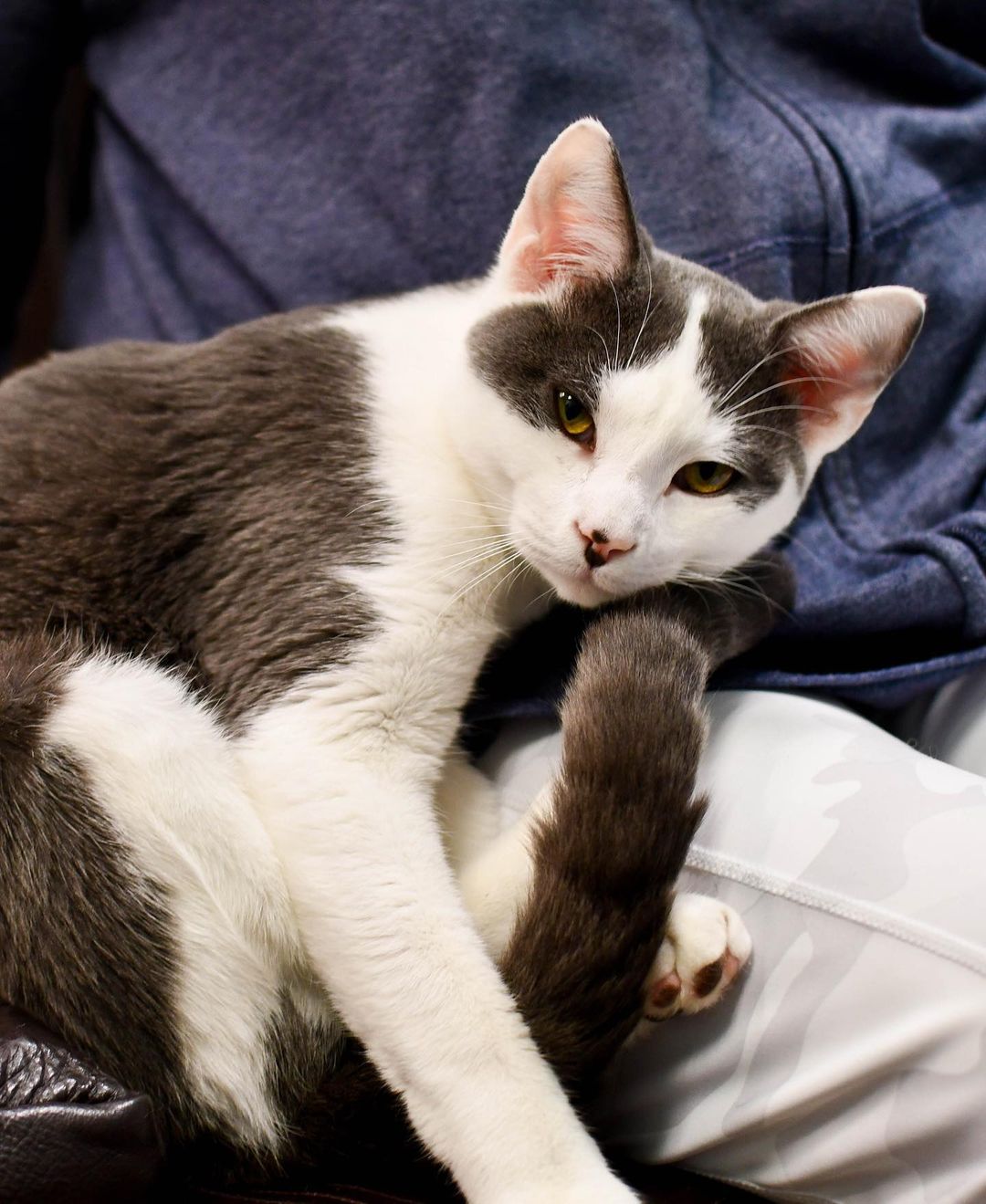 Every Furkid is special, but our Perimeter PetSmart kitties are taking the spotlight tonight!😻

We have no doubt that Randolf (who actually got adopted today!!) Mortimer, Lyra, Kip, Taffy and Pepper will be great pets, and we’re shocked these babies haven’t found homes yet! Lesley and Jan, our PetSmart volunteers, couldn’t say enough loving words about each cat: Kip is incredibly playful, Mortimer instantly cuddles up on your lap, Lyra is the queen of her cat tree castle, Pepper has a special spunk and confidence, and so much more. We’d go on, but you’ll have to meet these guys in person to experience all the love they can give! Help us give these angels a second chance during @petsmartcharities National Adoption Week! (Link in story to adopt). Thank you! 🧡🐾