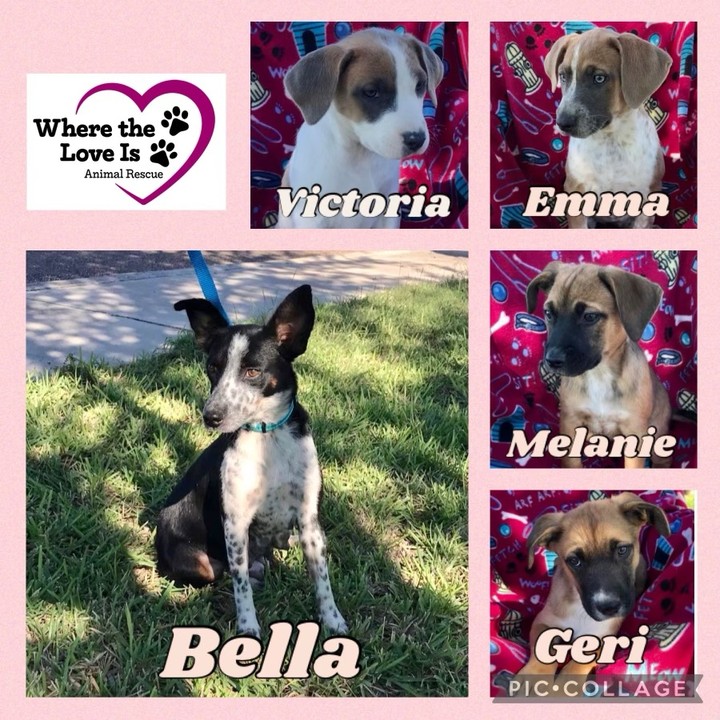 NEW LOVES ALERT: Bella and her beautiful pups are arriving this weekend! 
Interested? Fill out an app:
https://www.wheretheloveis.org/application
<a target='_blank' href='https://www.instagram.com/explore/tags/adoptdontshop/'>#adoptdontshop</a> <a target='_blank' href='https://www.instagram.com/explore/tags/puppylove/'>#puppylove</a>