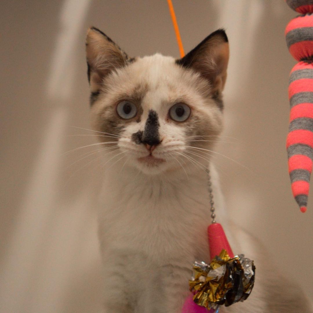 Ella is around 5 months old, sweet and a little shy in the beginning. We think she may be a ragdoll or medium hair siamese mix of a cat. She is playful with other kittens once she has gotten a chance to know them. She is chill and likes to watch people from atop the cat tree. She enjoys being petted while sitting in your lap. 

To adopt, please fill out an adoption application at https://www.threepawsrescue.org/adoption-application/

For information about adoption fee, please visit https://www.threepawsrescue.org/adoption-fees/

To learn about the adoption process, please visit https://www.threepawsrescue.org/adoption-process/

<a target='_blank' href='https://www.instagram.com/explore/tags/adoptdontshop/'>#adoptdontshop</a> <a target='_blank' href='https://www.instagram.com/explore/tags/adopt/'>#adopt</a> <a target='_blank' href='https://www.instagram.com/explore/tags/adoptme/'>#adoptme</a> <a target='_blank' href='https://www.instagram.com/explore/tags/fosteringsaveslives/'>#fosteringsaveslives</a> <a target='_blank' href='https://www.instagram.com/explore/tags/cats/'>#cats</a> <a target='_blank' href='https://www.instagram.com/explore/tags/catsofinstagram/'>#catsofinstagram</a> <a target='_blank' href='https://www.instagram.com/explore/tags/catscatscats/'>#catscatscats</a> <a target='_blank' href='https://www.instagram.com/explore/tags/adoptacat/'>#adoptacat</a> <a target='_blank' href='https://www.instagram.com/explore/tags/catstagram/'>#catstagram</a> <a target='_blank' href='https://www.instagram.com/explore/tags/adoptable/'>#adoptable</a> <a target='_blank' href='https://www.instagram.com/explore/tags/atlanta/'>#atlanta</a> <a target='_blank' href='https://www.instagram.com/explore/tags/atl/'>#atl</a> <a target='_blank' href='https://www.instagram.com/explore/tags/atlcat/'>#atlcat</a> <a target='_blank' href='https://www.instagram.com/explore/tags/rescuecat/'>#rescuecat</a> <a target='_blank' href='https://www.instagram.com/explore/tags/rescuedismyfavoritebreed/'>#rescuedismyfavoritebreed</a> <a target='_blank' href='https://www.instagram.com/explore/tags/rescuecatsofinstagram/'>#rescuecatsofinstagram</a> <a target='_blank' href='https://www.instagram.com/explore/tags/catsofig/'>#catsofig</a> <a target='_blank' href='https://www.instagram.com/explore/tags/catsofinsta/'>#catsofinsta</a> <a target='_blank' href='https://www.instagram.com/explore/tags/atlantacat/'>#atlantacat</a> <a target='_blank' href='https://www.instagram.com/explore/tags/catsofatlanta/'>#catsofatlanta</a> <a target='_blank' href='https://www.instagram.com/explore/tags/catsofatl/'>#catsofatl</a> <a target='_blank' href='https://www.instagram.com/explore/tags/atlantarescuecats/'>#atlantarescuecats</a> <a target='_blank' href='https://www.instagram.com/explore/tags/rescuecatsofatlanta/'>#rescuecatsofatlanta</a> <a target='_blank' href='https://www.instagram.com/explore/tags/kitty/'>#kitty</a> <a target='_blank' href='https://www.instagram.com/explore/tags/threepawsrescue/'>#threepawsrescue</a>