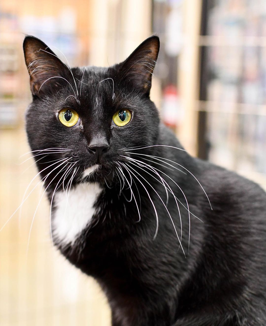 Every Furkid is special, but our Perimeter PetSmart kitties are taking the spotlight tonight!😻

We have no doubt that Randolf (who actually got adopted today!!) Mortimer, Lyra, Kip, Taffy and Pepper will be great pets, and we’re shocked these babies haven’t found homes yet! Lesley and Jan, our PetSmart volunteers, couldn’t say enough loving words about each cat: Kip is incredibly playful, Mortimer instantly cuddles up on your lap, Lyra is the queen of her cat tree castle, Pepper has a special spunk and confidence, and so much more. We’d go on, but you’ll have to meet these guys in person to experience all the love they can give! Help us give these angels a second chance during @petsmartcharities National Adoption Week! (Link in story to adopt). Thank you! 🧡🐾