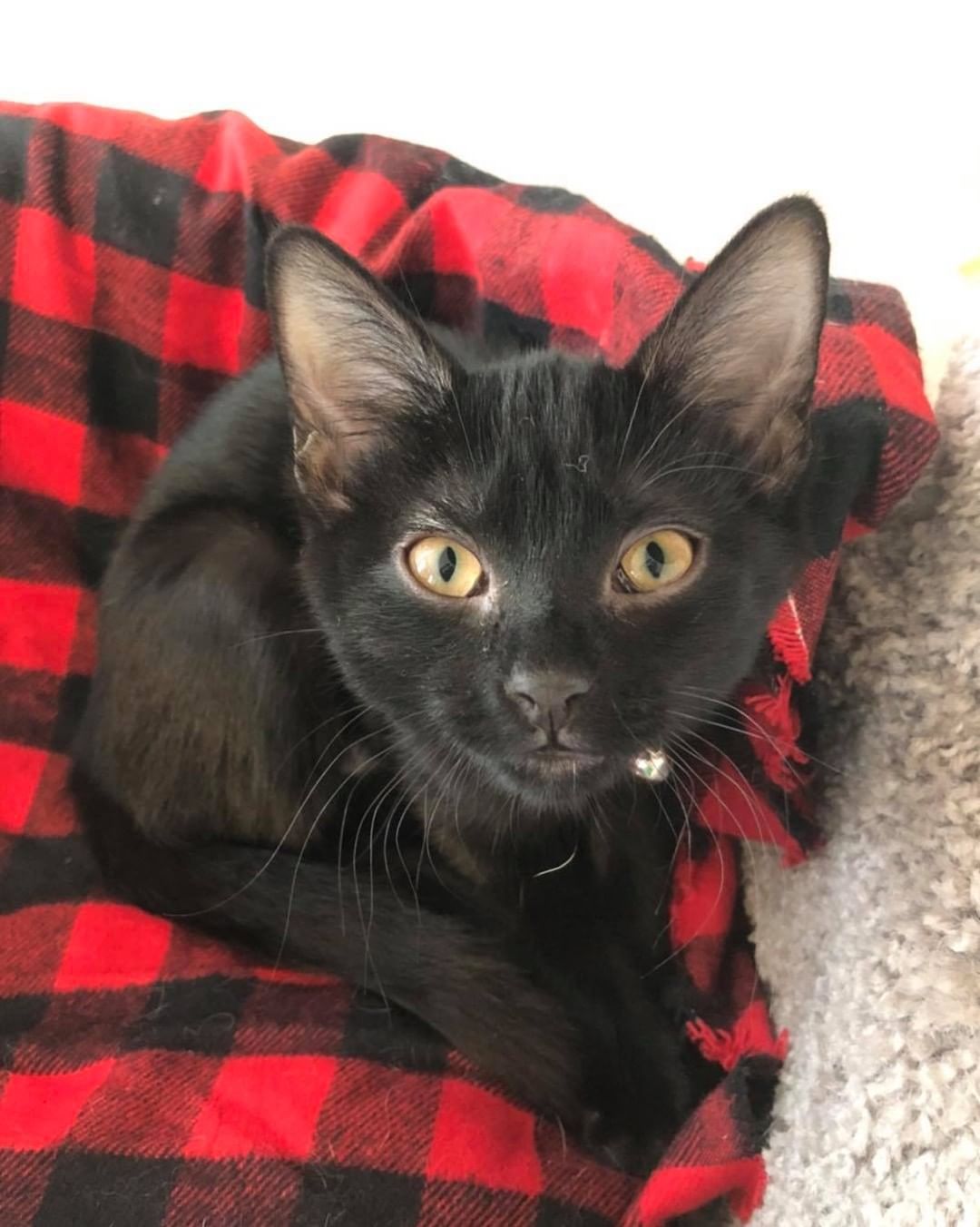 Our tenth black kitty for November is Penelope! She loves to snuggle and play with her siblings. She also loves to sit in your lap and make biscuits. Her favorite thing to do is to steal foster mom’s heating pad when she gets up from her chair 😹 Penelope is about 4 months old, spayed, FIV/FELV negative and up to date on vaccines. To put in an application click on the link below.

https://www.sbanimalrescue.org/adopt
