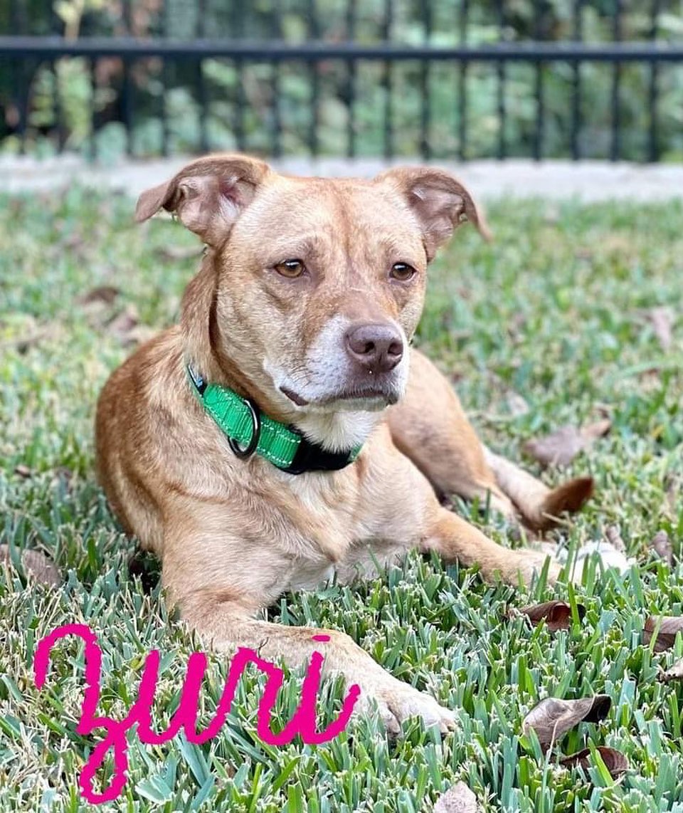 Welcome to the weekend, everyone!  This week's MTP event will be held on Saturday, 11/13, from 1pm - 3pm at Petco - Prestonwood (5301 Belt Line Rd Suite 106, Dallas, TX 75254) and the following pets are expected to attend:

* Alani
* Alyx
* Dexter
* Fargo
* Gidget
* Niki
* Sable
* Shorey
* Smiley
* Zuri

As always, last minute circumstances may prevent pets listed above from attending and your understanding is appreciated.  For information about these and all the pets in RHS's care, please visit our website:  www.RichardsonHumaneSociety.org.

Hope to see you there!