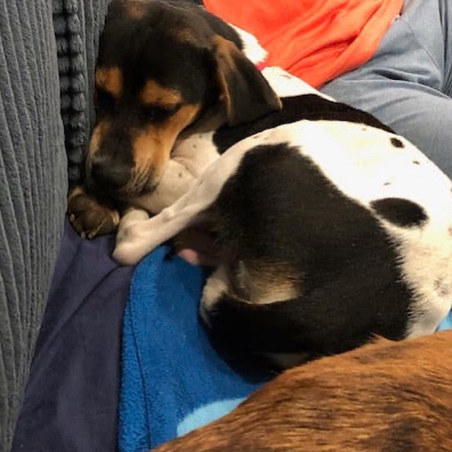 Don’t forget Saturday is your chance to meet coonhounds and beagles!

Two of our adoptable dogs, Sadie and Bagel, will be at the DogPerfect Pet Emporium. This is an indoor event.

Date: November 13th
Location: DogPerfect Pet Emporium
555 Providence Highway, Walpole
Time: 1-4pm