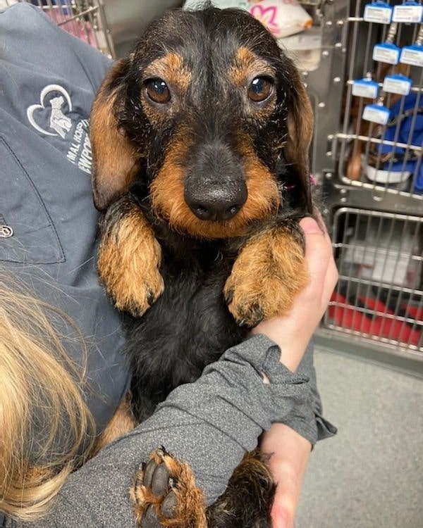 🖤 Cutie pie Hazel 🖤 at her wellness exam. Thankfully, her bloodwork was good (liver and kidney values especially) but her thyroid was high so additional bloodwork was done - Total T4 and TSH (thyroid stimulating hormone). Hazel will begin her seizure medication called Zonisamide (gentler on the liver & kidneys), 25 mg, twice daily. We will keep a daily log, adjust the medication (if needed) & repeat bloodwork.
🐾
We are grateful for your support and are desperately in need of donations to keep helping the many seniors and medical needs pups in our care. Please, if you can spare $1, $5, $10, any amount makes a BIG difference! Thank you!!🙏
🐾
PayPal - hearts4doxies@gmail.com
Venmo - @Doxie_4life
<a target='_blank' href='https://www.instagram.com/explore/tags/wirehairdachshund/'>#wirehairdachshund</a> <a target='_blank' href='https://www.instagram.com/explore/tags/dachshundsofinstagram/'>#dachshundsofinstagram</a> <a target='_blank' href='https://www.instagram.com/explore/tags/doxiesofinstagram/'>#doxiesofinstagram</a> <a target='_blank' href='https://www.instagram.com/explore/tags/dachshund/'>#dachshund</a> <a target='_blank' href='https://www.instagram.com/explore/tags/doxie/'>#doxie</a> <a target='_blank' href='https://www.instagram.com/explore/tags/rescueddogsofinstagram/'>#rescueddogsofinstagram</a> <a target='_blank' href='https://www.instagram.com/explore/tags/weenie/'>#weenie</a> <a target='_blank' href='https://www.instagram.com/explore/tags/doxielove/'>#doxielove</a> <a target='_blank' href='https://www.instagram.com/explore/tags/dachshund_love/'>#dachshund_love</a> <a target='_blank' href='https://www.instagram.com/explore/tags/dachshundsofig/'>#dachshundsofig</a> <a target='_blank' href='https://www.instagram.com/explore/tags/adopt/'>#adopt</a> <a target='_blank' href='https://www.instagram.com/explore/tags/adoptdontshop/'>#adoptdontshop</a> <a target='_blank' href='https://www.instagram.com/explore/tags/foster/'>#foster</a> <a target='_blank' href='https://www.instagram.com/explore/tags/onepawatatime/'>#onepawatatime</a>