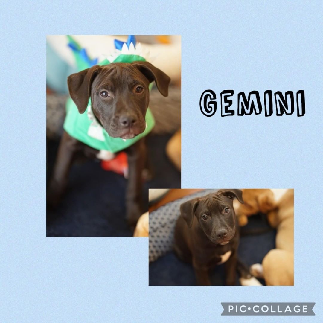 Stop by our PetSmart adoption event this Sunday, November 14th from 10 a.m. - 1 p.m. You might just find the perfect four-legged friend to add to your family. We will have a lot of sweet, adorable dogs that are looking to find their forever home. The dogs that will be in attendance are Gemini, Hermie, Leo, Vega, Hex, Qora, Lucky, Cool Whip, Dobby, Otter, Chipper and Malia.