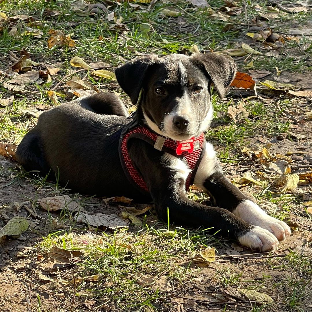 Aspen is a 3 month old, 8 pound, small breed terrier mix. His mom is 23 pounds so we think he will stay pretty small too! Aspen is super playful with dogs large and small, loves his crate (will just go in there to hang out when he wants some me time) and is a big cuddler when you’re ready to chill on the couch for some snoozes or movie night. He is becoming a pro at telling his humans when he needs to go out to potty and sleeps through the night like an angel. Interested in adopting this sweet boy? 

Apply at unchainedmelodies.org/adopt