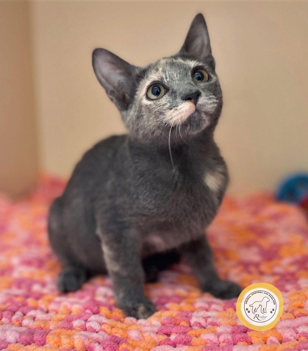 🐱😻 WE HAVE KITTENS! 😻🐱

Georgette, Trinh, and Lois are three among several cute babes we have available NOW at RACS! 

ALL adoption fees have been reduced to $25. No appointments are required — just come visit!

📲 Browse our adoptables:
https://bit.ly/bergshelterpets

📩 Foster: https://buff.ly/3d71HpY
📩 Adopt: https://buff.ly/38X4Bul

💛 Rosenberg Animal Shelter
1207 Blume Road⠀
Rosenberg, Texas 77471
⌚️ 11AM - 6PM M-F, 11AM - 4PM Sat
832-595-3490 (Main Line)
832-449-8624 (Text ONLY Line)
📨 MHARTSELL@ROSENBERGTX.GOV