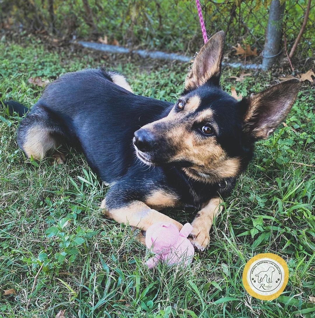 Chiyoko, Miss Ma'am, and Lucas are three awesome pups available NOW at RACS!

🌸 CHIYOKO is a 1 year-old spayed, vaccinated, and chipped female who is heartworm-negative. She's an up-and-coming model open to sharing an Instagram with someone just as pretty. Chiyoko is a real-life heart emoji button programmed to give kisses and hugs continuously. It's adorable.

👩‍🎤 MISS MA'AM is a 1 year-old spayed, vaccinated, and chipped female who is heartworm-negative. She's spunky, she's sweet, and she's ready to stand by your side as you conquer your goals. Miss Ma'am is THE strong, independent, and confident woman you need in your life.

👌 LUCAS is a 5 month-old puppy who is rocking that bowtie. He is also neutered, vaccinated, chipped, and heartworm-negative. Lucas has more charisma than Chuck Norris and that Dos Equis guy combined. We're confident he's on track to become The Most Interesting Dog in the World. 

Um, did we mention adoption fees are only $25 right now? Yeah.

📲 Browse our adoptables:
https://bit.ly/bergshelterpets

📩 Foster: https://buff.ly/3d71HpY
📩 Adopt: https://buff.ly/38X4Bul

💛 Rosenberg Animal Shelter
1207 Blume Road⠀
Rosenberg, Texas 77471
⌚️ 11AM - 6PM M-F, 11AM - 4PM Sat
832-595-3490 (Main Line)
832-449-8624 (Text ONLY Line)
📨 MHARTSELL@ROSENBERGTX.GOV