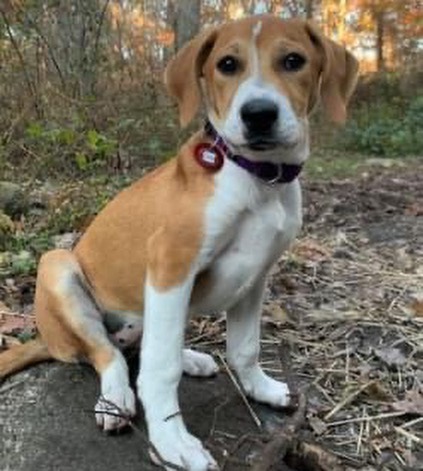 You don't want to miss our in-person adoption event on Saturday, November 13 from noon to 2 p.m. at @friendsoftoto in Pawtucket. Here are some of the pups that will be attending. Let's get these dogs home! <a target='_blank' href='https://www.instagram.com/explore/tags/pleaseshare/'>#pleaseshare</a> <a target='_blank' href='https://www.instagram.com/explore/tags/upforadoption/'>#upforadoption</a> <a target='_blank' href='https://www.instagram.com/explore/tags/adoptionevent/'>#adoptionevent</a> <a target='_blank' href='https://www.instagram.com/explore/tags/saturday/'>#saturday</a> <a target='_blank' href='https://www.instagram.com/explore/tags/local/'>#local</a> <a target='_blank' href='https://www.instagram.com/explore/tags/rhodeisland/'>#rhodeisland</a> <a target='_blank' href='https://www.instagram.com/explore/tags/adoptdontshop/'>#adoptdontshop</a>