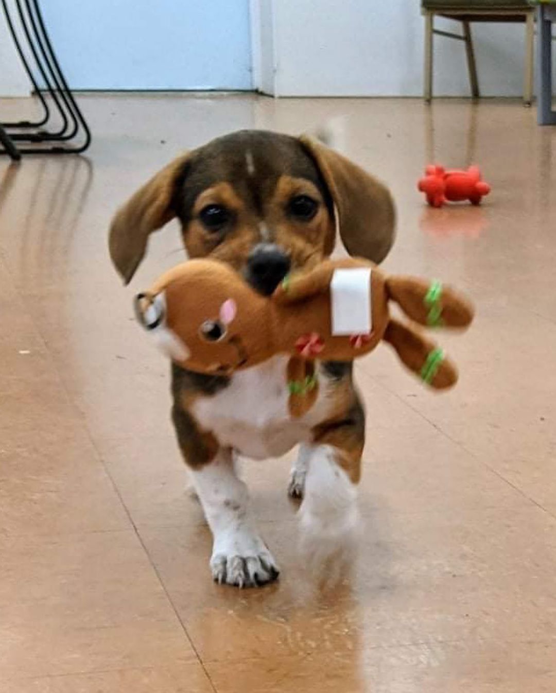 ⭐️ We are no longer accepting applications for Louie ⭐️ 

Louie is leaping into the weekend!!! 🐾

This adorable little guy is an 9 week old Beagle x Doxie! He’s 7 lbs and looking for his forever home. 🐶 Adopters will need to be in the Charlotte area. If you’re interested in meeting Louie, head to our website and fill out an application! ✨