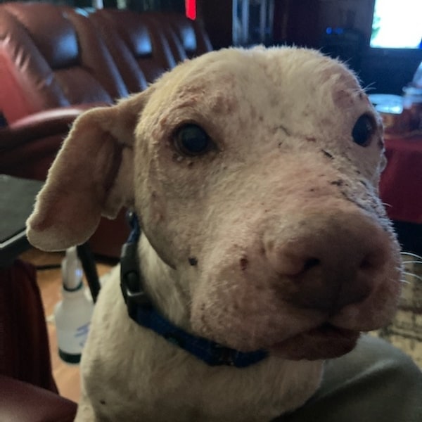 This is the look of a sweet, but not too happy at the moment, Rascal.

He did well Thursday with his multiple surgeries.  In addition to his hemorrhoid removal, neuter and the total ear canal abolition of one ear, Rascal also had to have some badly broken teeth removed.

He is going to have a week or so of on and off difficult recovery, but he's happy soaking up all the love and extra attention. 💜

www.MarleighsFriends.org 

PayPal/Venmo @MarleighsFriends
Zelle 210-831-7919