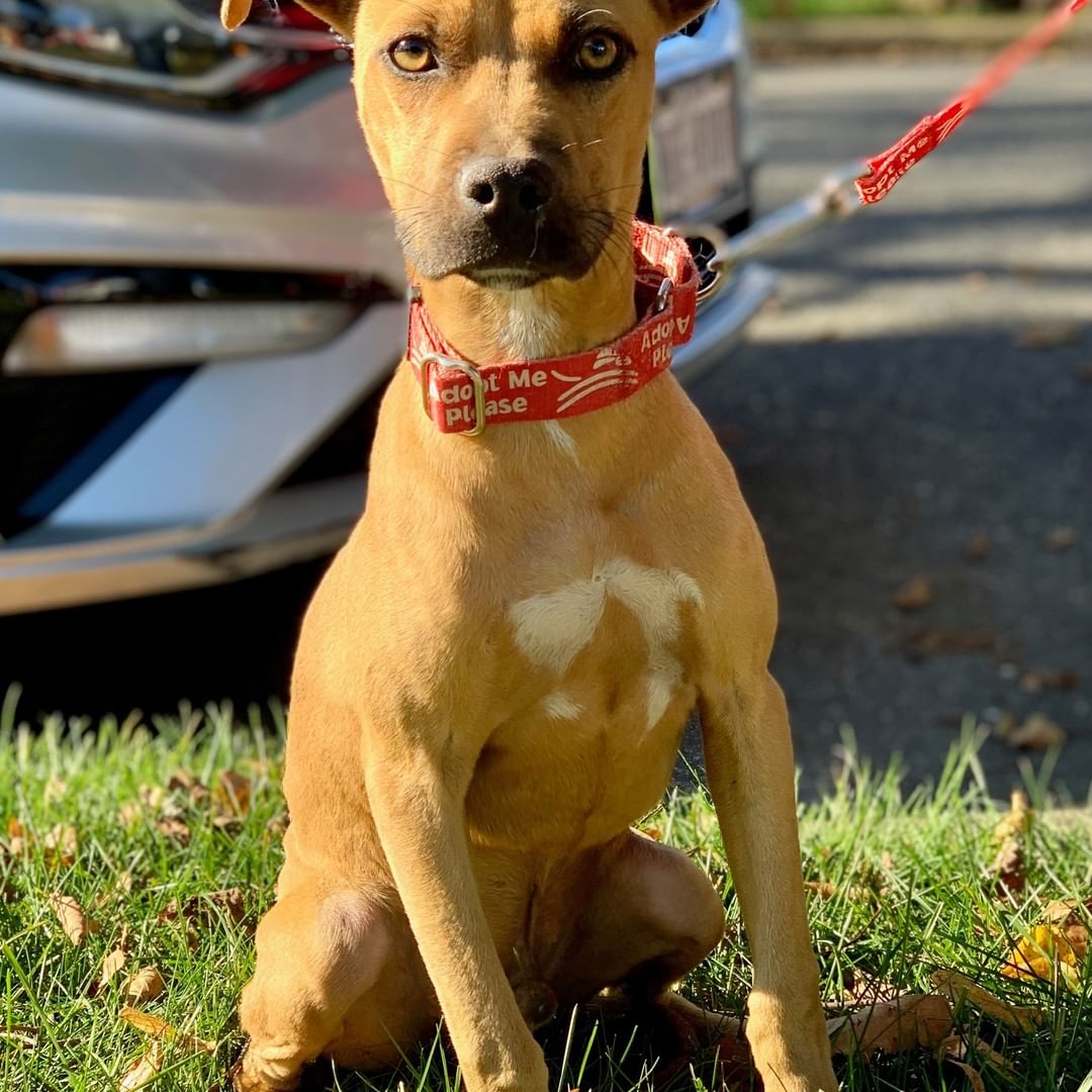 This dude is perfectly proportioned for all adventures! Matty's paperwork says he's 2 years old, but he's definitely not. We think he's about 9-10 months old, weighing in at 23 lb. Breed is tricky. Eye and coat like a Rhodesian, lower to the ground like a Daschund. Basically, your guess is a good as ours!  But let's talk about this cutie...Matty loves meeting new people, sleeps quietly through the night in his crate, is 95% house trained, and will cover you with delicious kisses.  He's still very much a mischievous puppy who needs to continue with routine training, but he learns quickly and responds right away when redirected. He's not thrilled to see other dogs (or traffic!) on his daily walks, so we're saying he should be the sole king of the castle. Poor dude seems to have sensitivity when being touched/grabbed on his neck, so he'd be fine with kids who are respectful and understand not to grab at his neck. Matty is microchipped, vaccinated, and being neutered by the rescue prior to the finalization of adoption. 

To adopt, please submit an app:  http://www.olliesangelsanimalrescue.org/puppies-1

<a target='_blank' href='https://www.instagram.com/explore/tags/fureverfriends/'>#fureverfriends</a> <a target='_blank' href='https://www.instagram.com/explore/tags/olliesangelsanimalrescue/'>#olliesangelsanimalrescue</a> <a target='_blank' href='https://www.instagram.com/explore/tags/olliesangelsalum/'>#olliesangelsalum</a> <a target='_blank' href='https://www.instagram.com/explore/tags/rescuedogsofinstagram/'>#rescuedogsofinstagram</a> <a target='_blank' href='https://www.instagram.com/explore/tags/rescuedismyfavoritebreed/'>#rescuedismyfavoritebreed</a> <a target='_blank' href='https://www.instagram.com/explore/tags/rescuedismyfavouritebreed/'>#rescuedismyfavouritebreed</a> <a target='_blank' href='https://www.instagram.com/explore/tags/rescuedisthebestbreed/'>#rescuedisthebestbreed</a> <a target='_blank' href='https://www.instagram.com/explore/tags/rescuepup/'>#rescuepup</a> <a target='_blank' href='https://www.instagram.com/explore/tags/rescuepuppy/'>#rescuepuppy</a> <a target='_blank' href='https://www.instagram.com/explore/tags/rescuepups/'>#rescuepups</a> <a target='_blank' href='https://www.instagram.com/explore/tags/adopt/'>#adopt</a> <a target='_blank' href='https://www.instagram.com/explore/tags/adoptme/'>#adoptme</a> <a target='_blank' href='https://www.instagram.com/explore/tags/adoptdontshop/'>#adoptdontshop</a> <a target='_blank' href='https://www.instagram.com/explore/tags/adoptdontbuy/'>#adoptdontbuy</a> <a target='_blank' href='https://www.instagram.com/explore/tags/adoptdontshop/'>#adoptdontshop</a> <a target='_blank' href='https://www.instagram.com/explore/tags/adoptdogs/'>#adoptdogs</a> <a target='_blank' href='https://www.instagram.com/explore/tags/fosterpuppy/'>#fosterpuppy</a> <a target='_blank' href='https://www.instagram.com/explore/tags/fosterpuppies/'>#fosterpuppies</a> <a target='_blank' href='https://www.instagram.com/explore/tags/fosterpuppiesofinstagram/'>#fosterpuppiesofinstagram</a> <a target='_blank' href='https://www.instagram.com/explore/tags/fureverhome/'>#fureverhome</a> <a target='_blank' href='https://www.instagram.com/explore/tags/fureverfamily/'>#fureverfamily</a> <a target='_blank' href='https://www.instagram.com/explore/tags/fureverfriend/'>#fureverfriend</a> <a target='_blank' href='https://www.instagram.com/explore/tags/fureverfriends/'>#fureverfriends</a> <a target='_blank' href='https://www.instagram.com/explore/tags/rescuedog/'>#rescuedog</a> <a target='_blank' href='https://www.instagram.com/explore/tags/rescuedogsrock/'>#rescuedogsrock</a> <a target='_blank' href='https://www.instagram.com/explore/tags/rescuedogsofinstagram/'>#rescuedogsofinstagram</a> <a target='_blank' href='https://www.instagram.com/explore/tags/rescuedog/'>#rescuedog</a> <a target='_blank' href='https://www.instagram.com/explore/tags/muttsofinstagram/'>#muttsofinstagram</a> <a target='_blank' href='https://www.instagram.com/explore/tags/muttsrock/'>#muttsrock</a> <a target='_blank' href='https://www.instagram.com/explore/tags/rescuepuppies/'>#rescuepuppies</a>