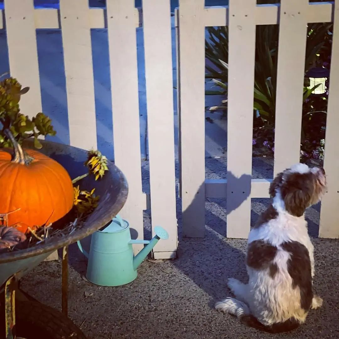 On October 14th, Shirley and Robert fulfilled their promise to Frosted Face Ralphie.

They shared,
