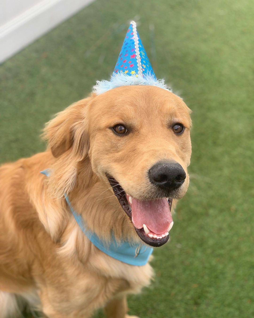 Happy first birthday Teddy! You’re such a sweet boy, thanks for letting us celebrate with you 🥳 hope you get lots of belly rubs and treats today!