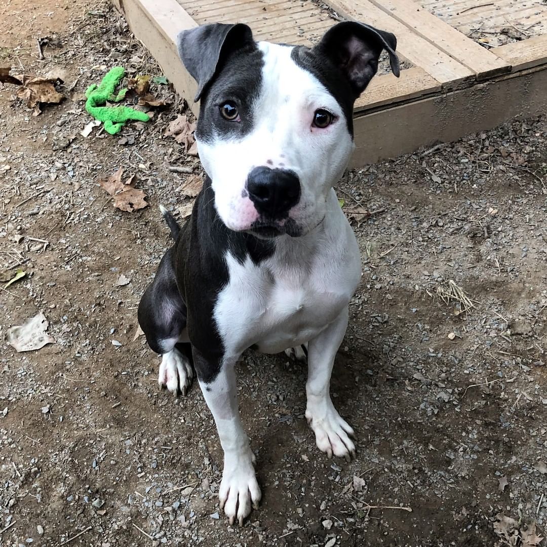 Harry Winston has nothing on this Diamond! Meet your next adventure buddy who is ready to take your fetch game to the next level! 

This medium sized girl with her soulful eyes and perfect ear flip is ready to make your days brighter! Visit https://bit.ly/3c3jIGv to learn more about her!