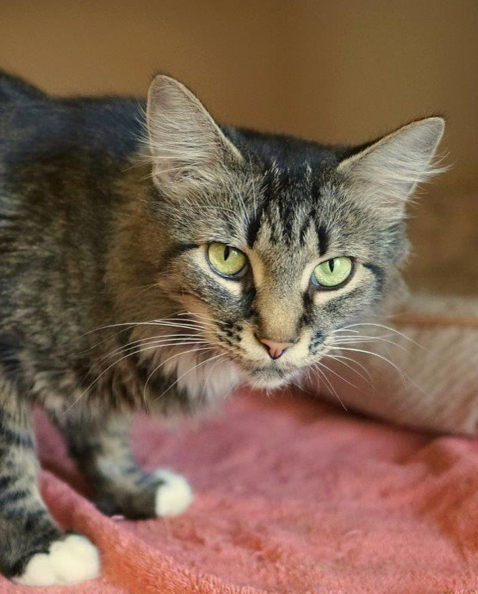 Have you been searching for the sweetest, most purrfect, long-haired cat, with gorgeous green eyes? Look no further. 
Daphne is a one-year-old lap cat. She gets along with other cats and she loves lots of attention from her people. 
Go to Petango.com or email: catadopt@pawsbink.org to set up a meet and greet with Daphne. 
.
.
.
.
<a target='_blank' href='https://www.instagram.com/explore/tags/mainecoon/'>#mainecoon</a> <a target='_blank' href='https://www.instagram.com/explore/tags/mainecooncat/'>#mainecooncat</a> <a target='_blank' href='https://www.instagram.com/explore/tags/adoptdontshop/'>#adoptdontshop</a> <a target='_blank' href='https://www.instagram.com/explore/tags/catadoption/'>#catadoption</a> <a target='_blank' href='https://www.instagram.com/explore/tags/catrescue/'>#catrescue</a> <a target='_blank' href='https://www.instagram.com/explore/tags/longhaircat/'>#longhaircat</a> <a target='_blank' href='https://www.instagram.com/explore/tags/pawsbink/'>#pawsbink</a> <a target='_blank' href='https://www.instagram.com/explore/tags/northkitsap/'>#northkitsap</a> <a target='_blank' href='https://www.instagram.com/explore/tags/kingstonwashington/'>#kingstonwashington</a> <a target='_blank' href='https://www.instagram.com/explore/tags/bainbridgeisland/'>#bainbridgeisland</a> <a target='_blank' href='https://www.instagram.com/explore/tags/greeneyecat/'>#greeneyecat</a> <a target='_blank' href='https://www.instagram.com/explore/tags/catsareawesome/'>#catsareawesome</a>