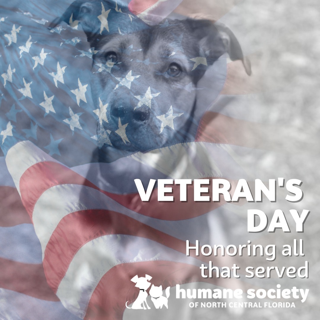 Today we honor the men and women who have faithfully served in our nation's armed forces. We thank you and your family for the sacrifice you have made for us all. 

In observance of Veteran's Day, all HSNCF campuses will be closed. This includes both Thrift Stores and our Vaccine & Wellness Clinic. Don't forget to thank a veteran today!