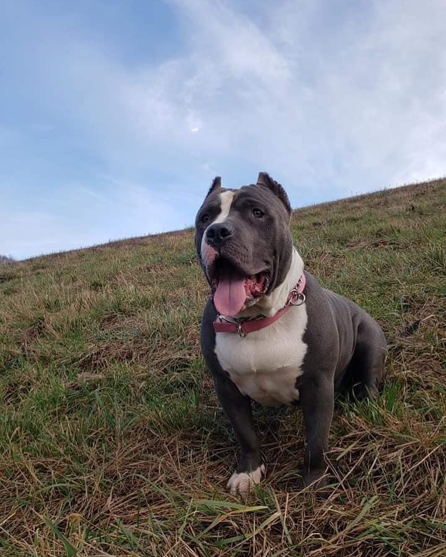 “Happy Gotcha day to our sweet Snuggie Bear! Who could ever leave a sweet soul like you tied to a fence & abandoned? It has been quite the year and we are so lucky he is part of our family now. “
Thank you Julia ♥️ 
<a target='_blank' href='https://www.instagram.com/explore/tags/amsterdog/'>#amsterdog</a> <a target='_blank' href='https://www.instagram.com/explore/tags/amsterdogrescue/'>#amsterdogrescue</a>