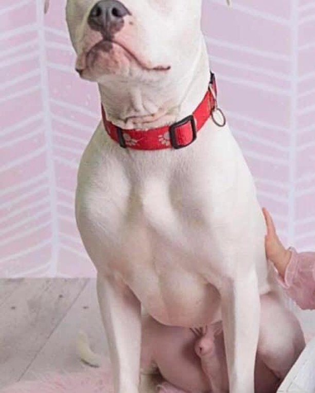 11/12/21 **URGENT** 
WALTER NEEDS A HOME (CP)

Meet Walter James!  He is a very handsome, 3 year old, white Pit Bull Terrier mix. Due to thinking he's the top dog, he will need to be the only dog in the home.  All of that aside, he is the most lovable dog you will ever meet.  Walter loves to sleep under the covers and be by your side as much as he can.  He will sit by your feet in the kitchen just hoping you will drop a crumb for him!  Ice cubes are one of his favorite treats along with any other kind of crumbs or food.  He loves car rides and sleeping. A fenced in yard is required so he can play and sunbathe outside on a nice day.  He would do best with older children in the home as well.  Walter is current on his vaccines, neutered, house trained and microchipped. Please give Walter a home. 

If interested in adopting Walter, please complete an application today at secondchanceforpets.com.

**NOT ALL PETS LISTED ON OUR WEBPAGE ARE IN OUR FOSTER HOMES. WE ALSO MAKE COURTESY POSTS (CP) FOR FAMILIES NEEDING TO PLACE THEIR PET. 
(SC) MEANS THEY ARE IN ONE OF OUR GROUPS FOSTER HOMES
(CP) MEANS THEY ARE STILL WITH THEIR CURRENT OWNER